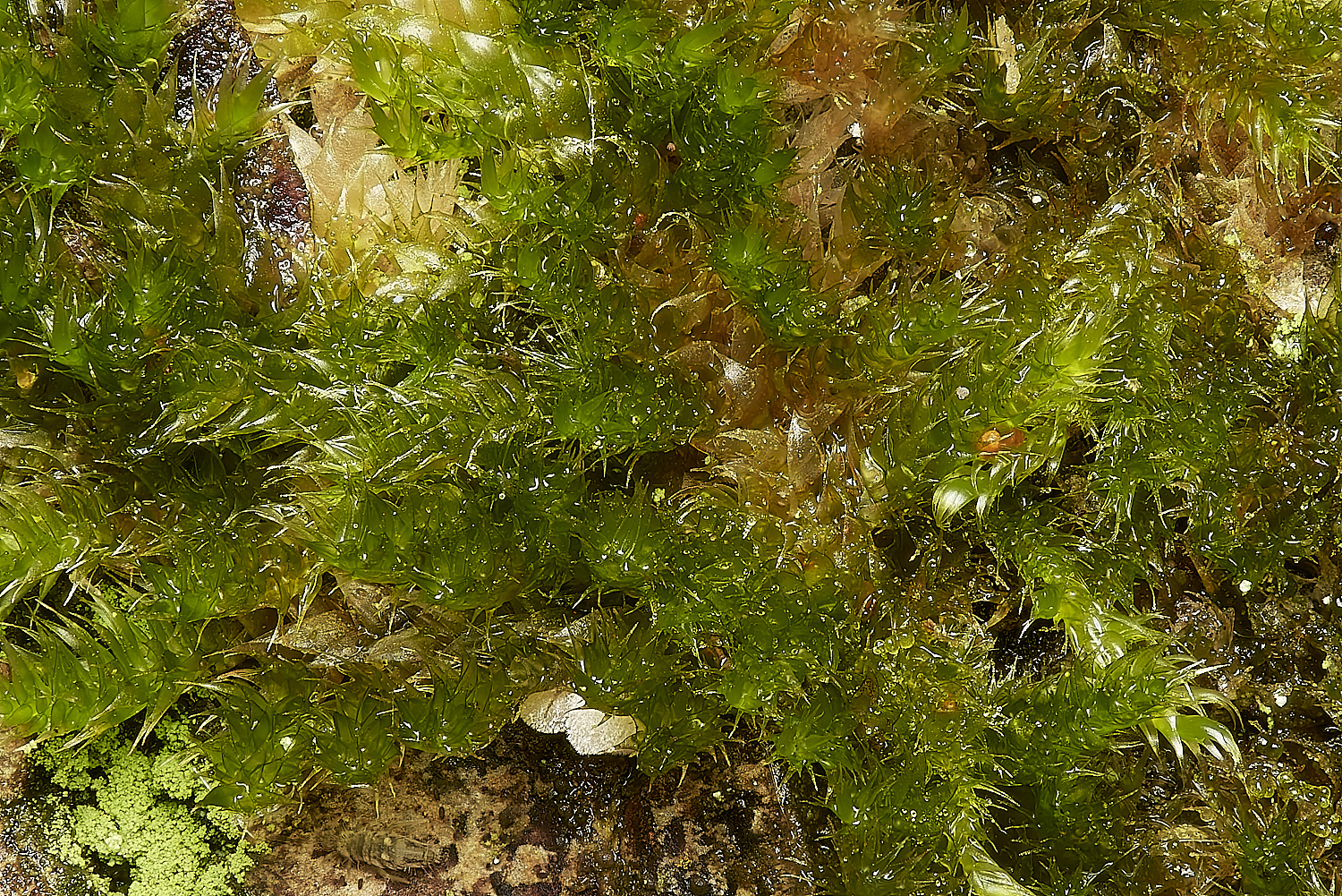 SmallburghFenMoss110224-1
