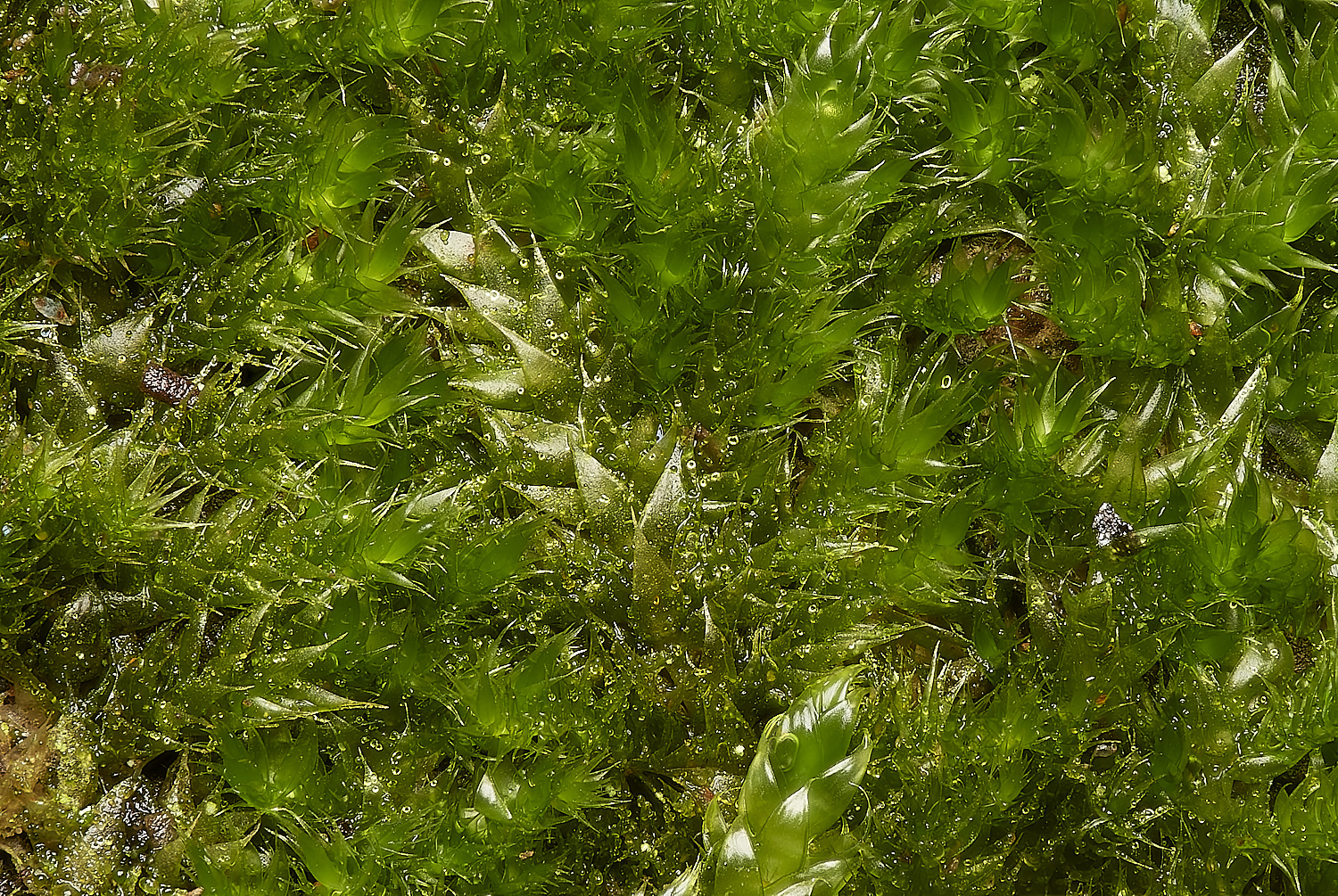 SmallburghMossFen110224-2