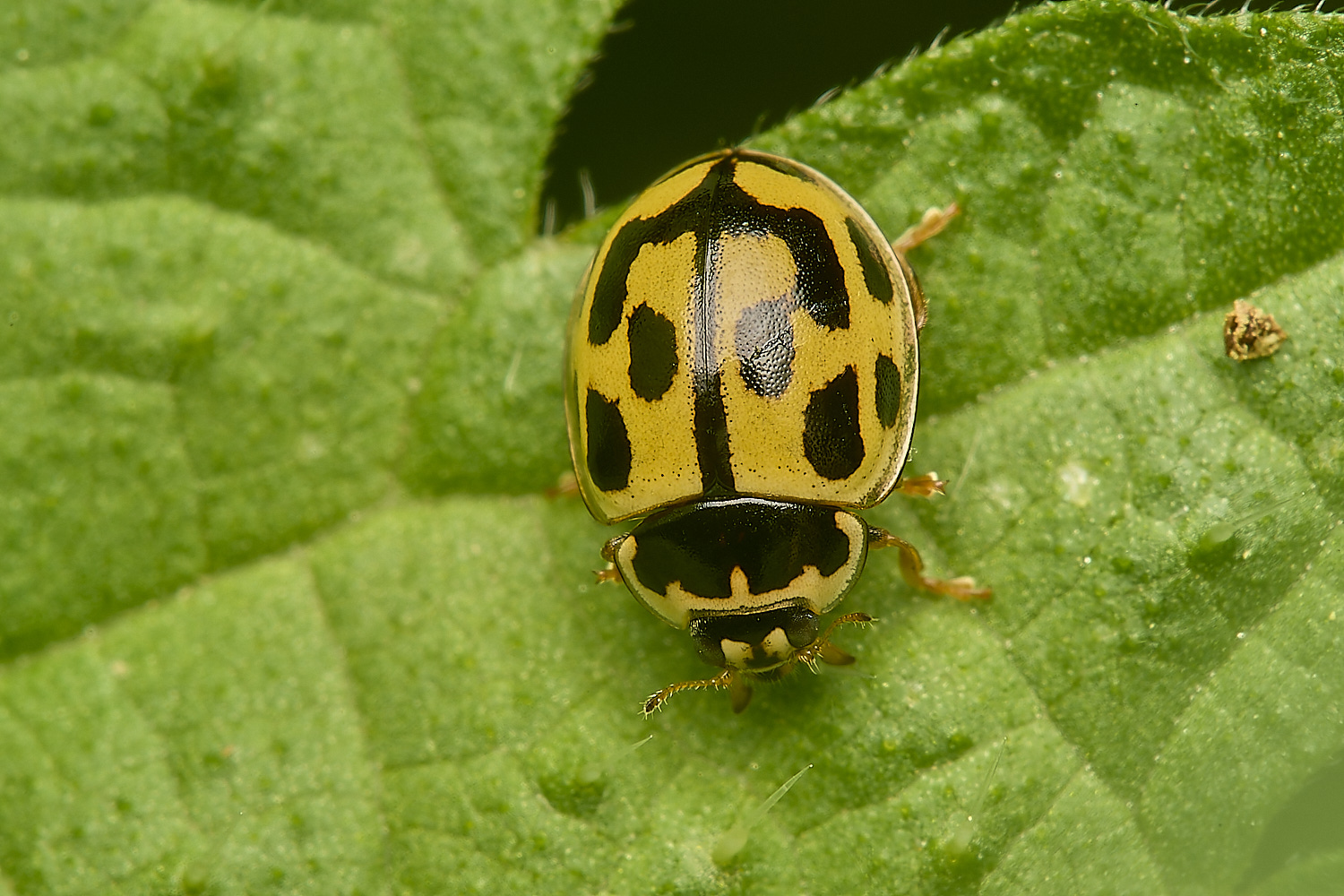 AderfordCommonLadybird290424-1