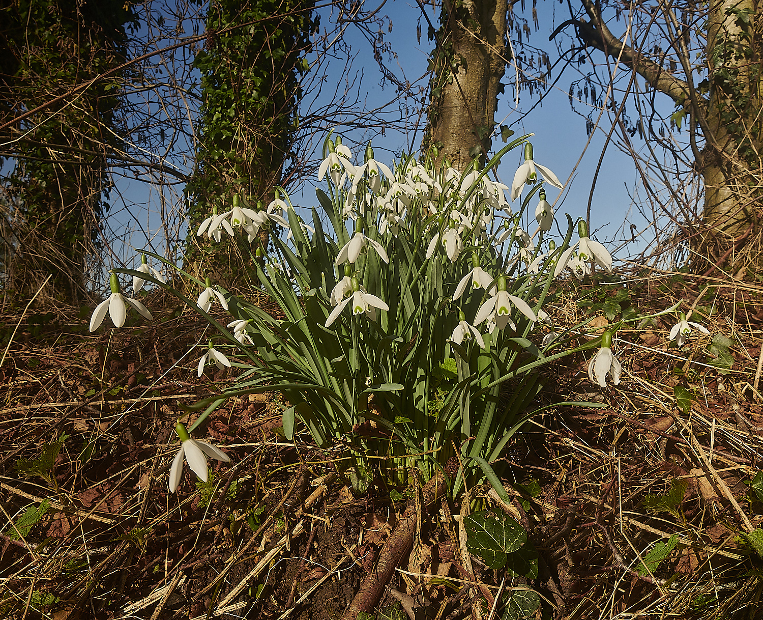 AldboroughSnowdrop190224-1