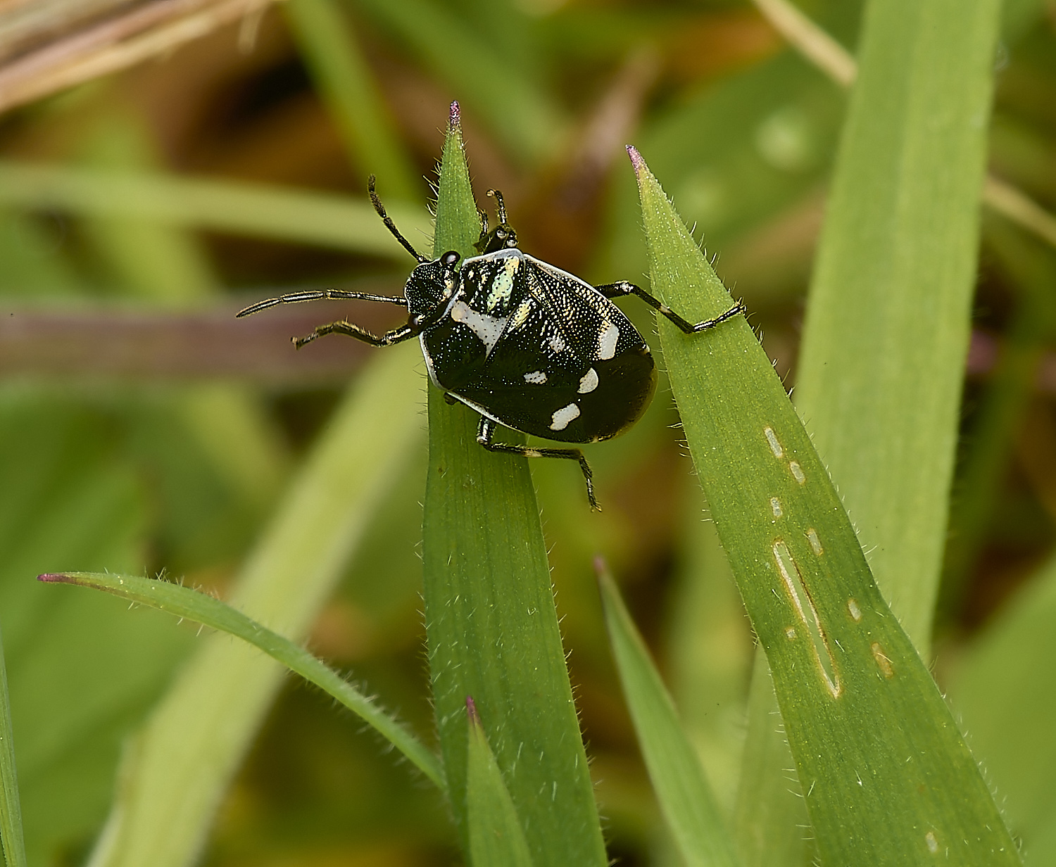 AlderfordCommonCruciferShieldbug290424-1