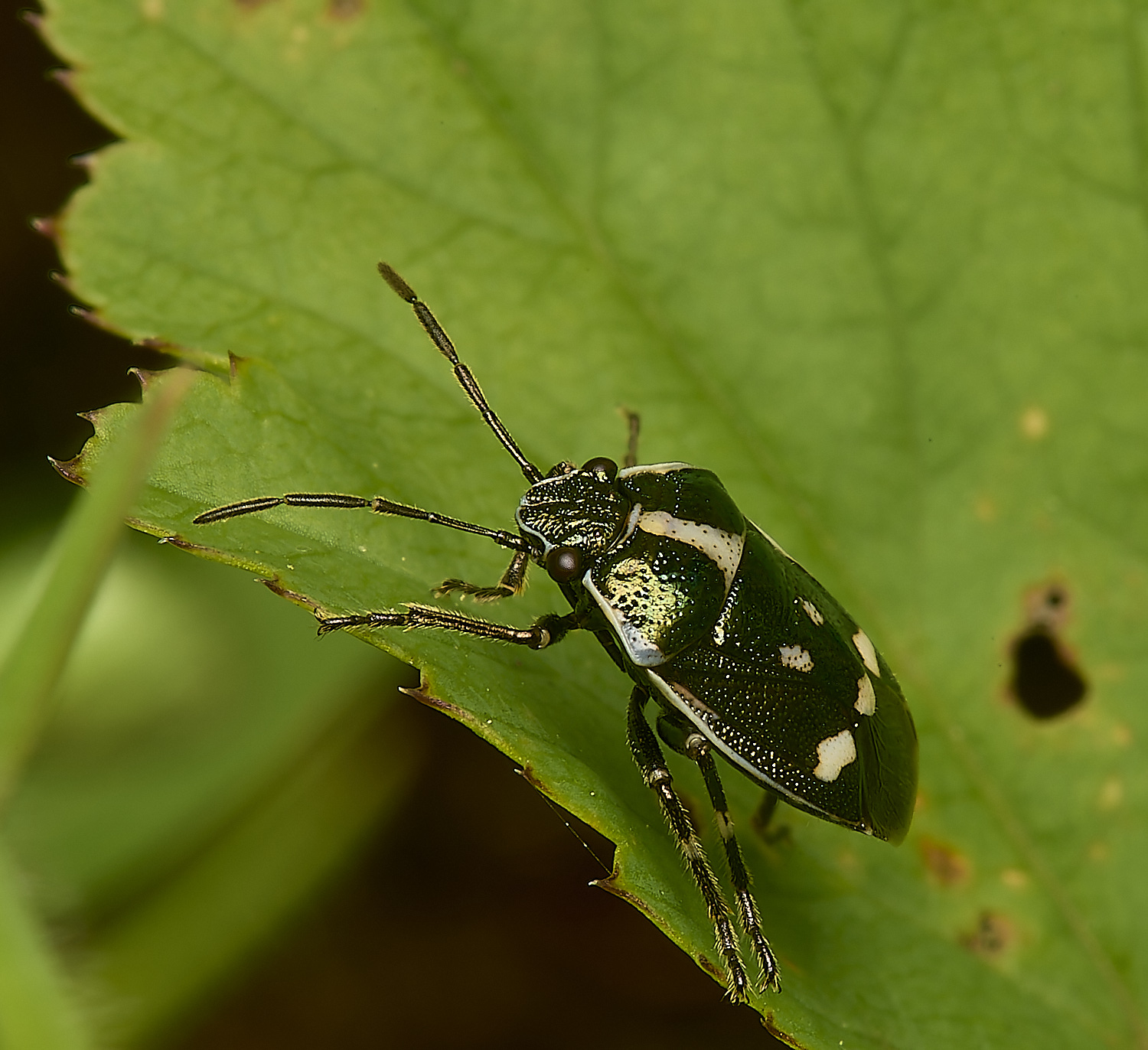 AlderfordCommonCruciferShieldbug290424-2