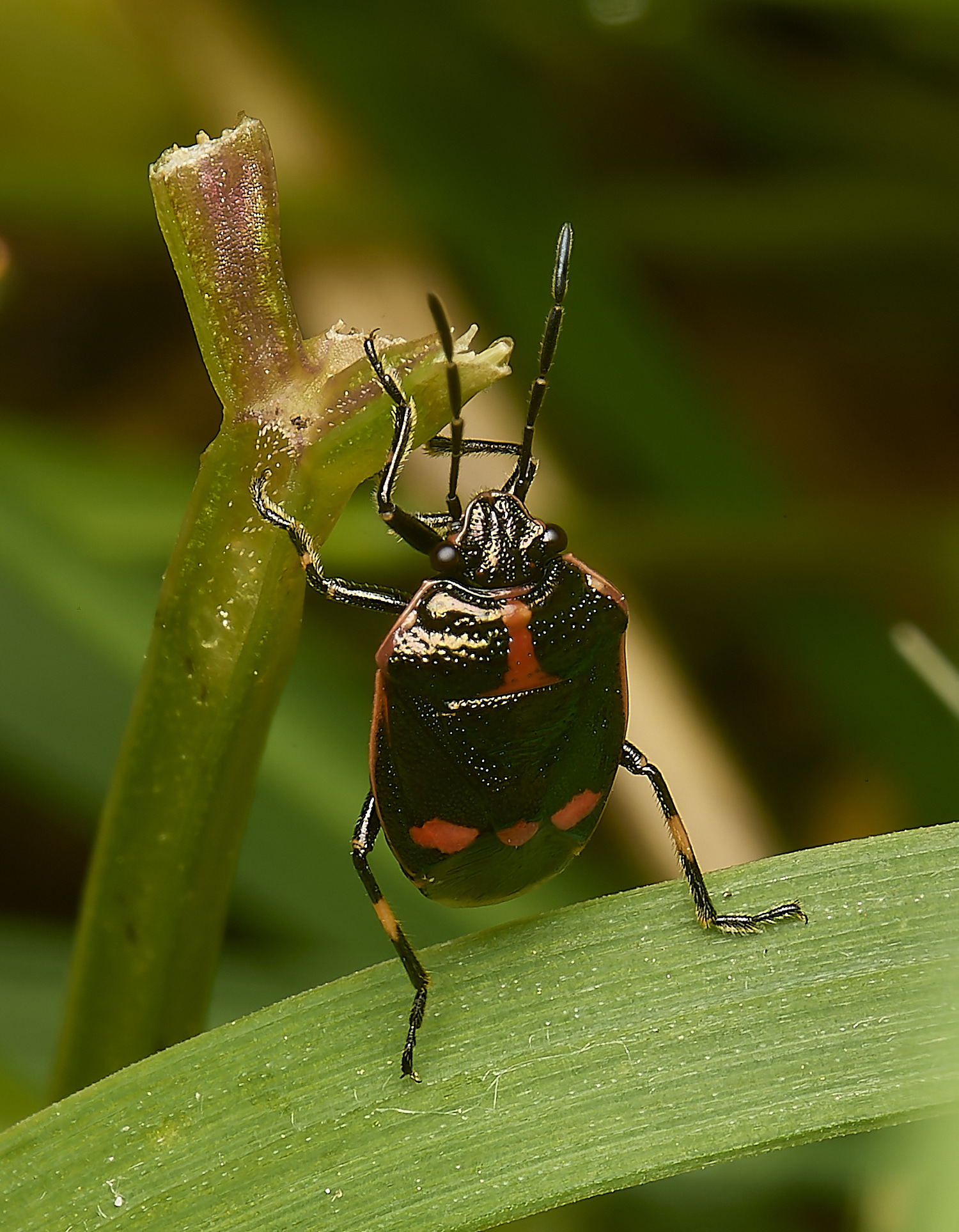 AlderfordCommonCruciferShieldbug290424-3