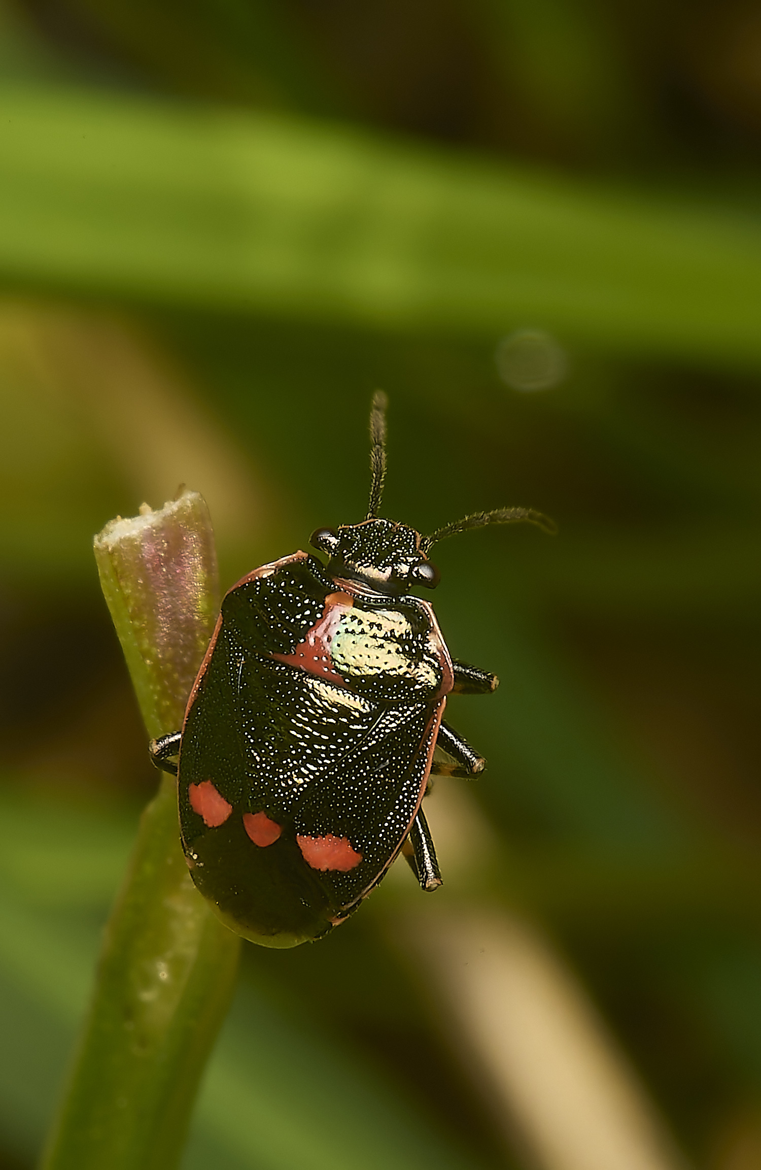 AlderfordCommonCruciferShieldbug290424-4