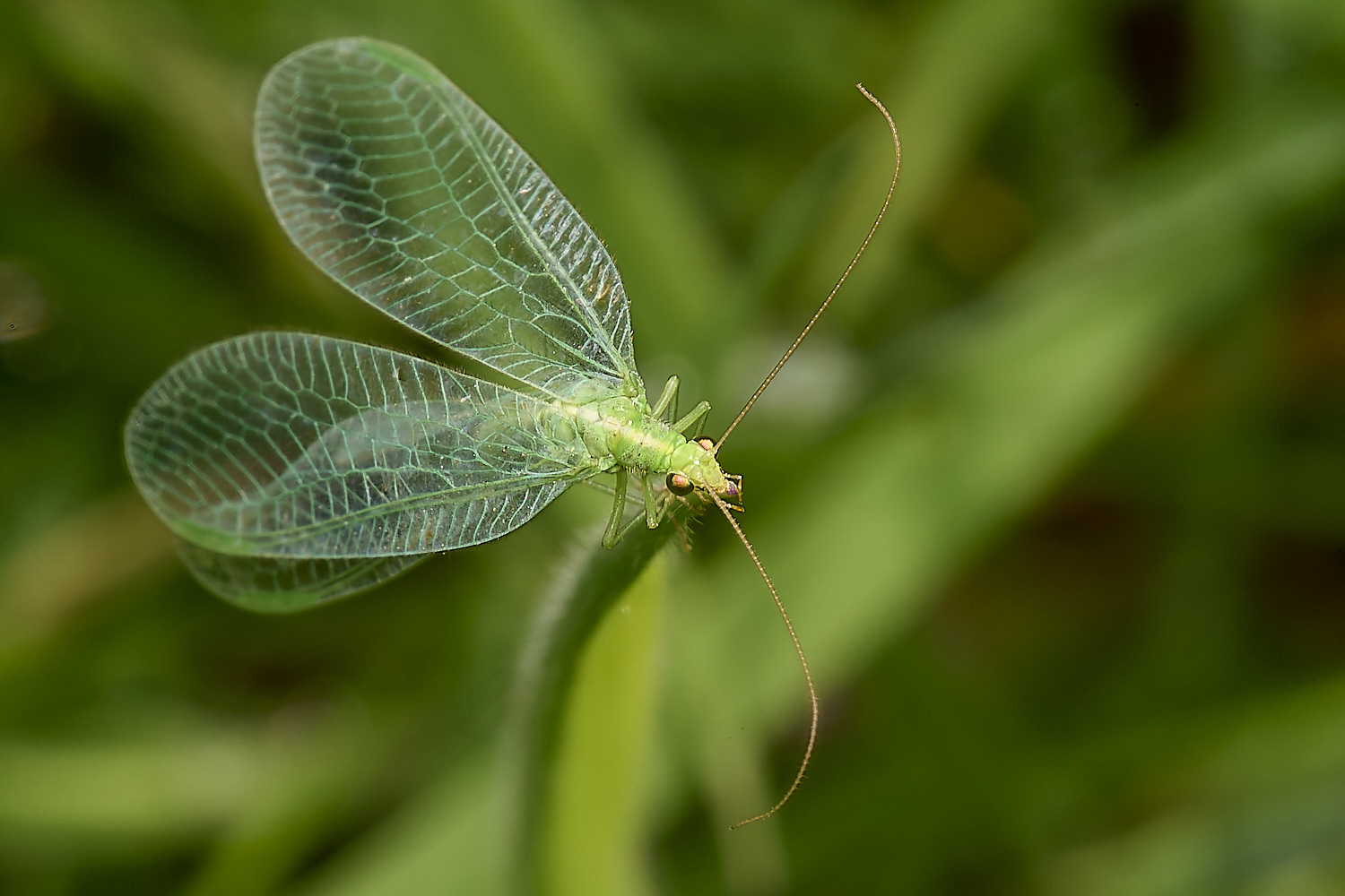 AlderfordCommonLacewing290424-1