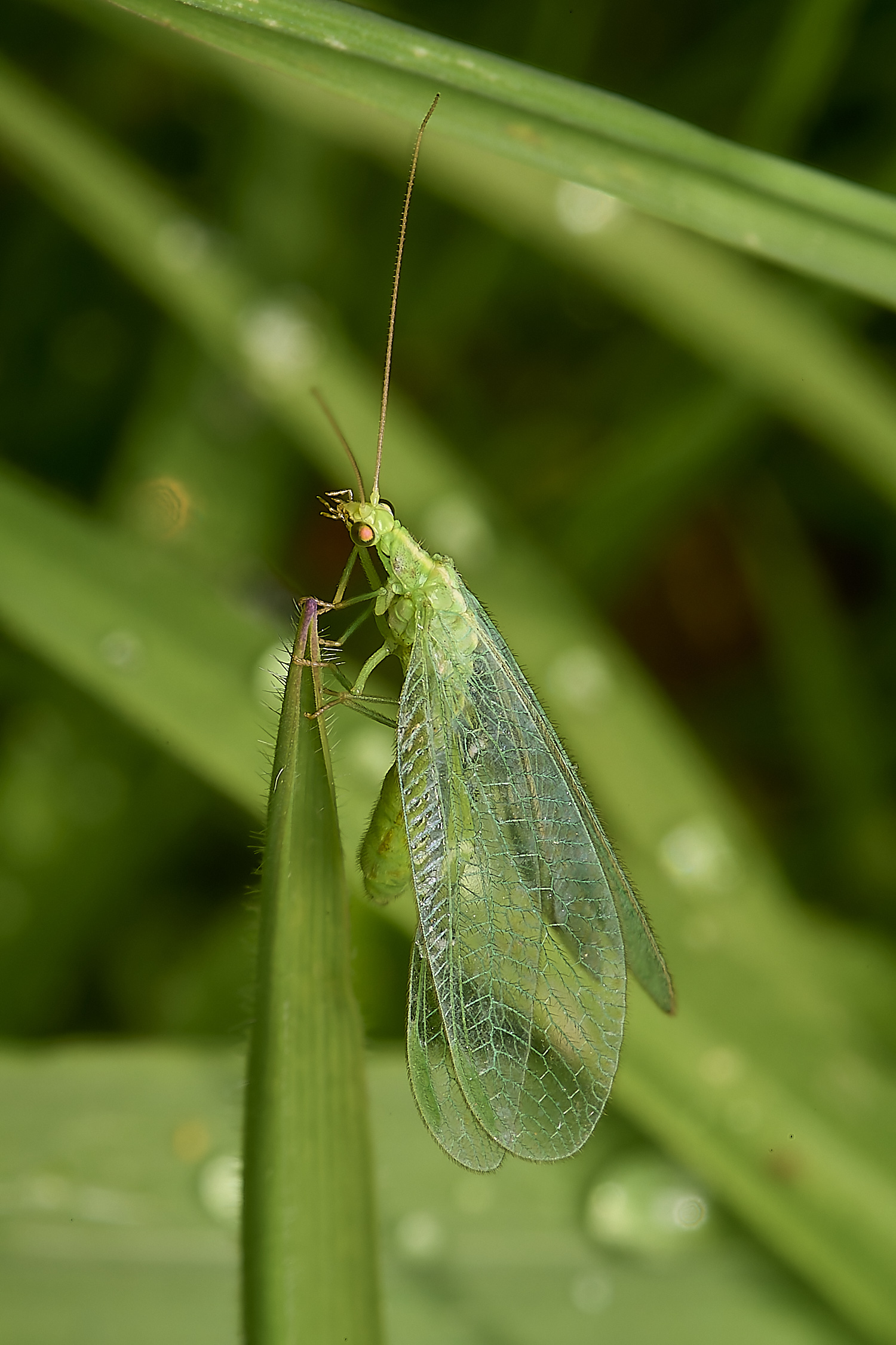 AlderfordCommonLacewing290424-2