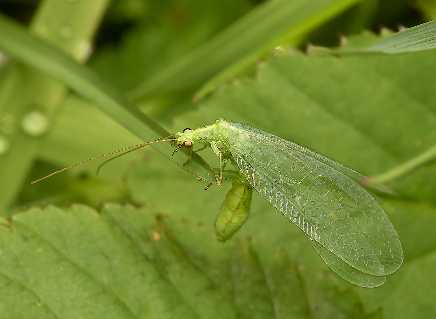 AlderfordCommonLacewing290424-3