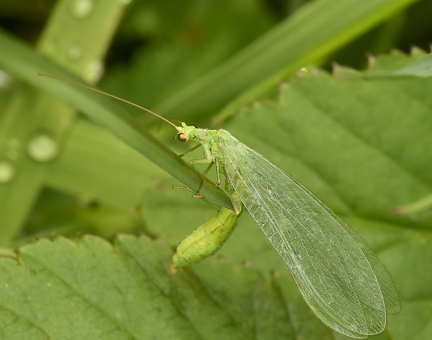 AlderfordCommonLacewing290424-4