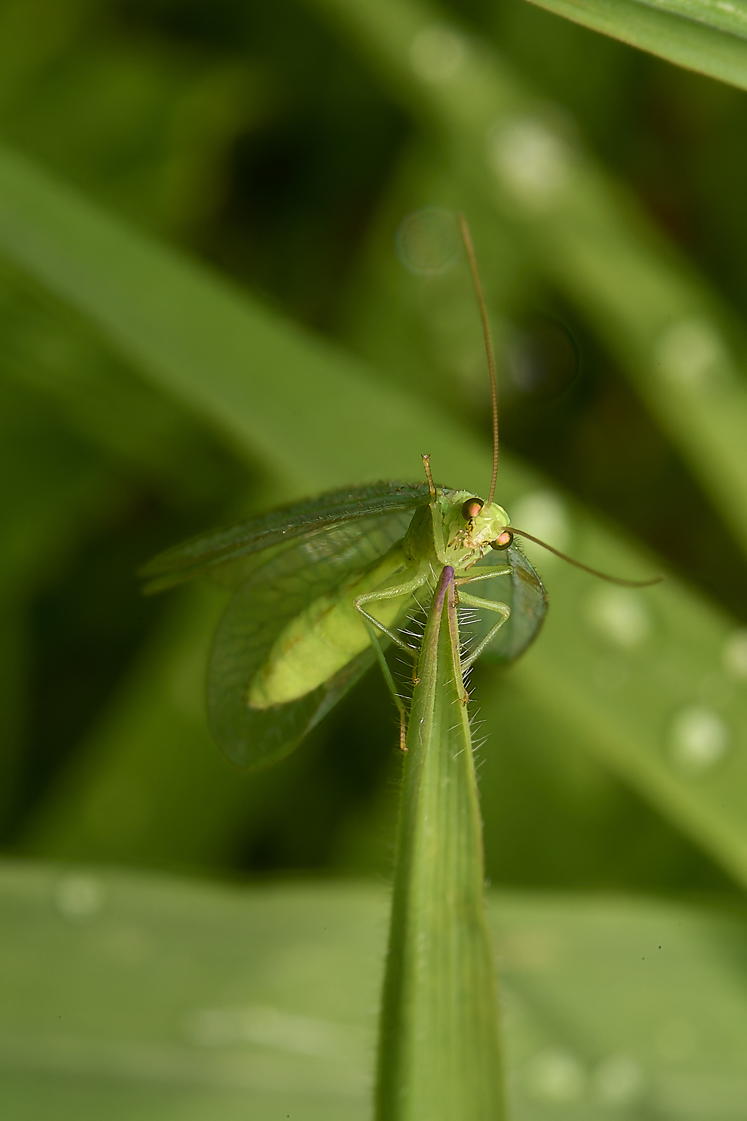 AlderfordCommonLacewing290424-5