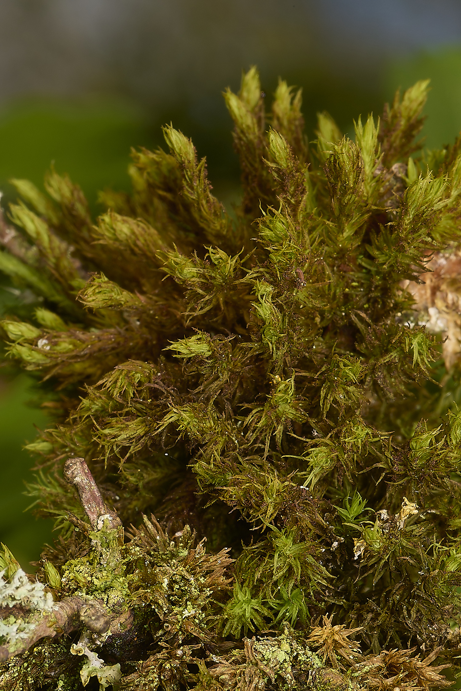 AlderfordCommonLyell&#39;sBristle-moss290424-1