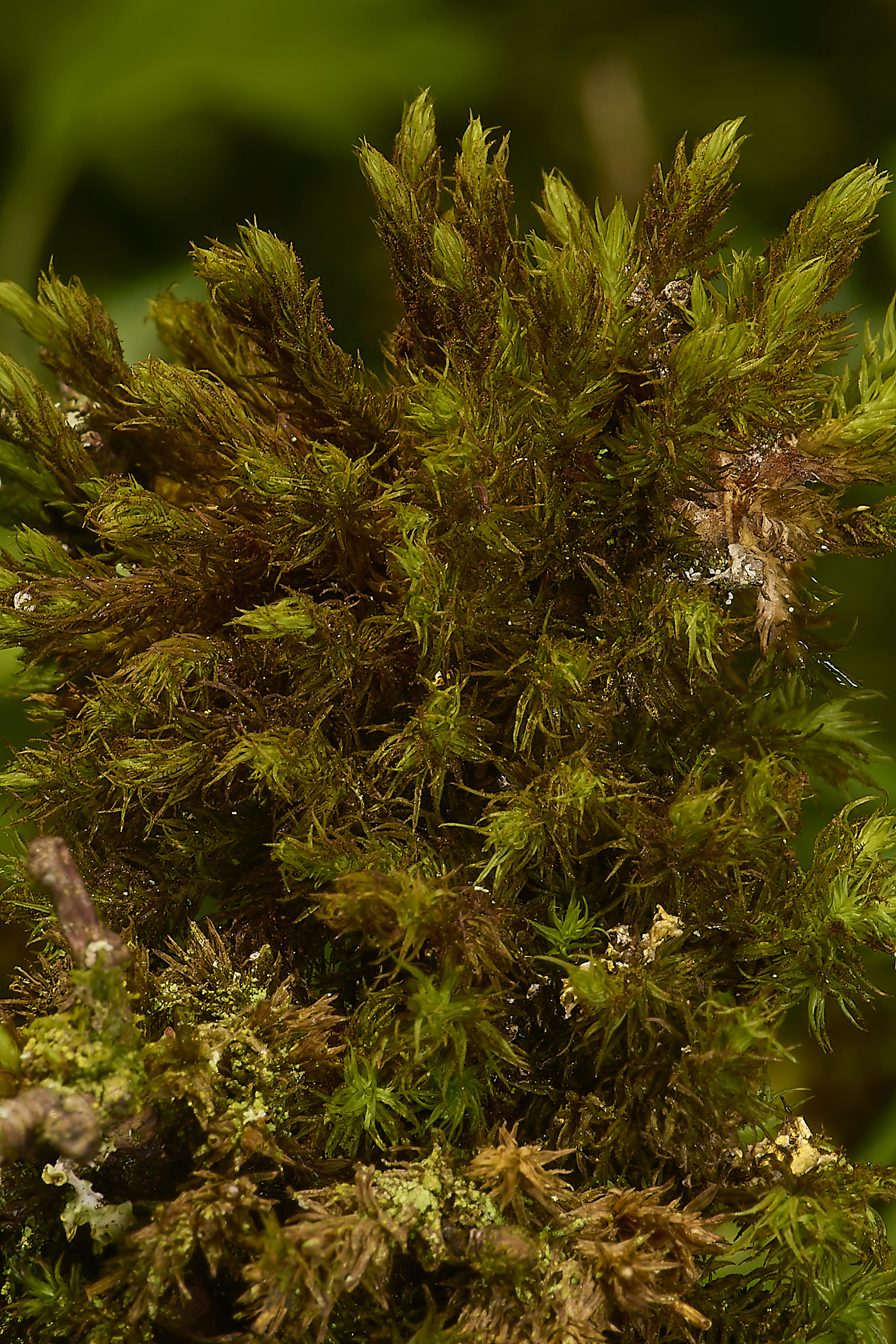 AlderfordCommonLyell&#39;sBristle-moss290424-2