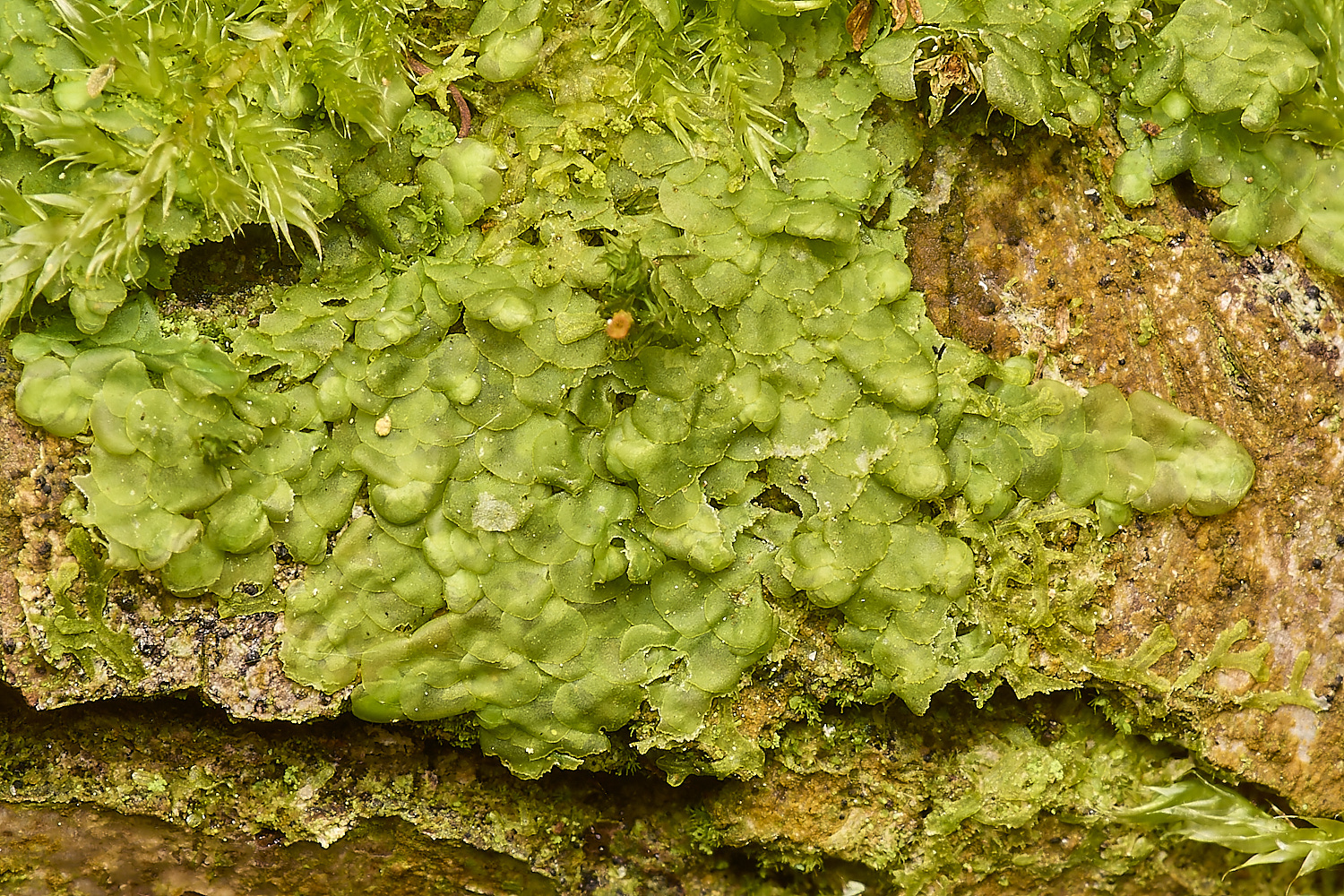 AlderfordCommonRcomplanata290424-1