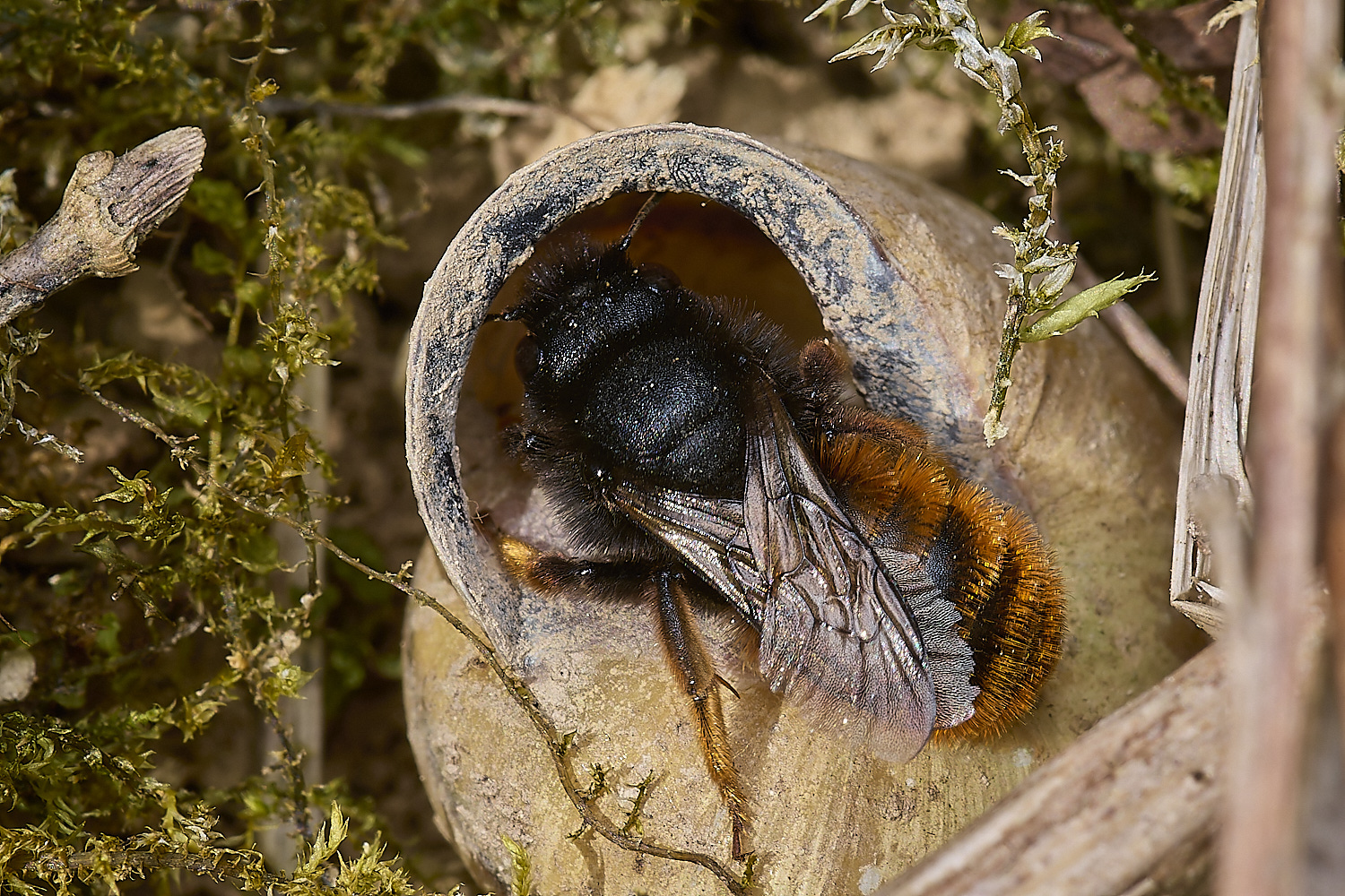 AlderfordCommonRedMasonBee090524-1-NEF-