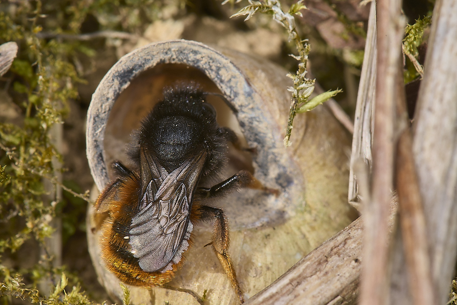 AlderfordCommonRedMasonBee090524-3-NEF-