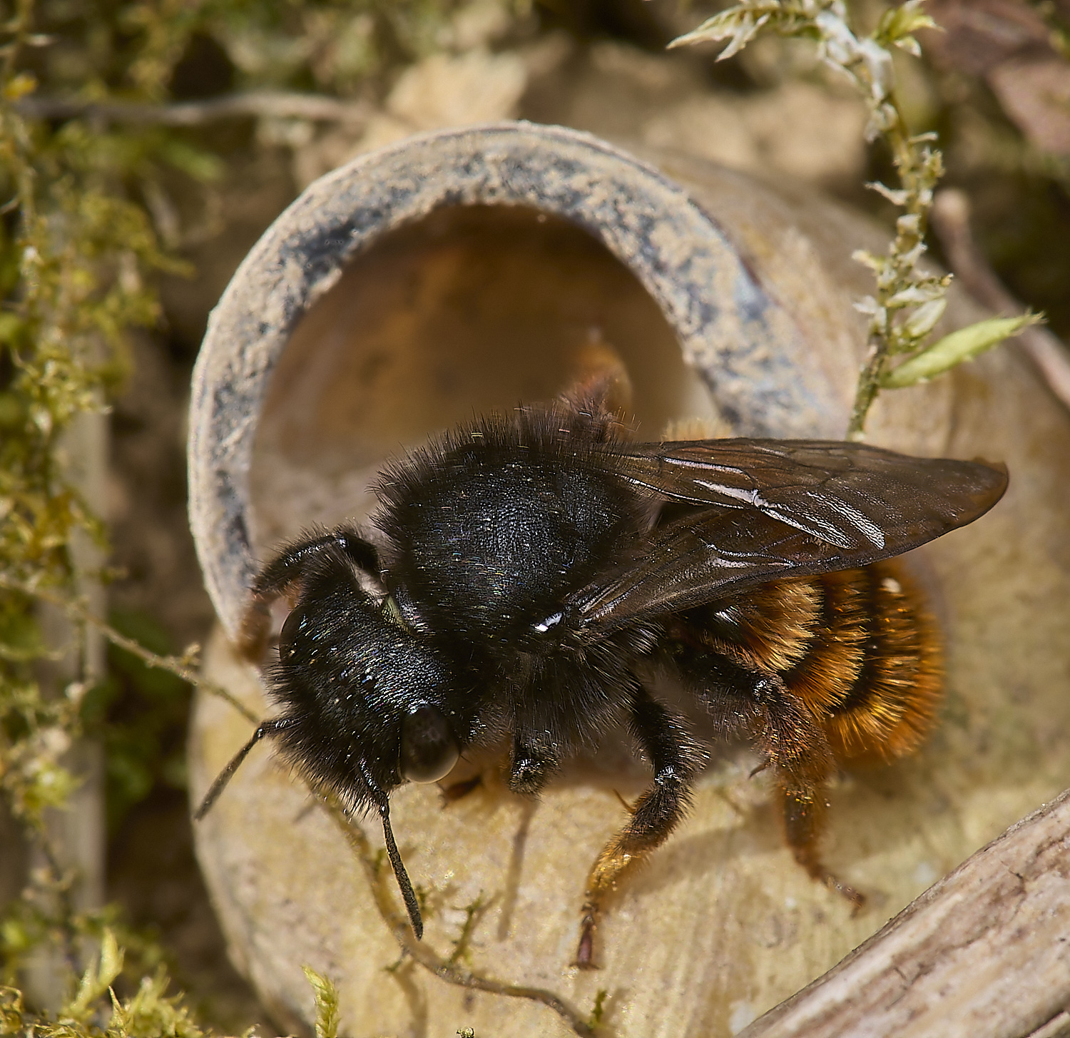 AlderfordCommonRedMasonBee090524-4-NEF-