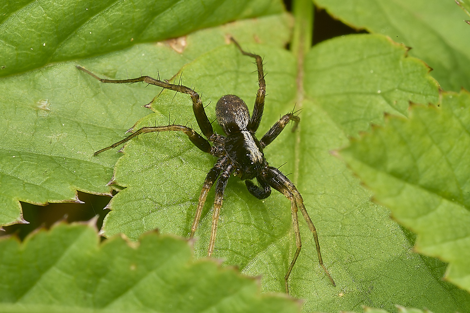 AlderfordCommonSpiderSp290424-1