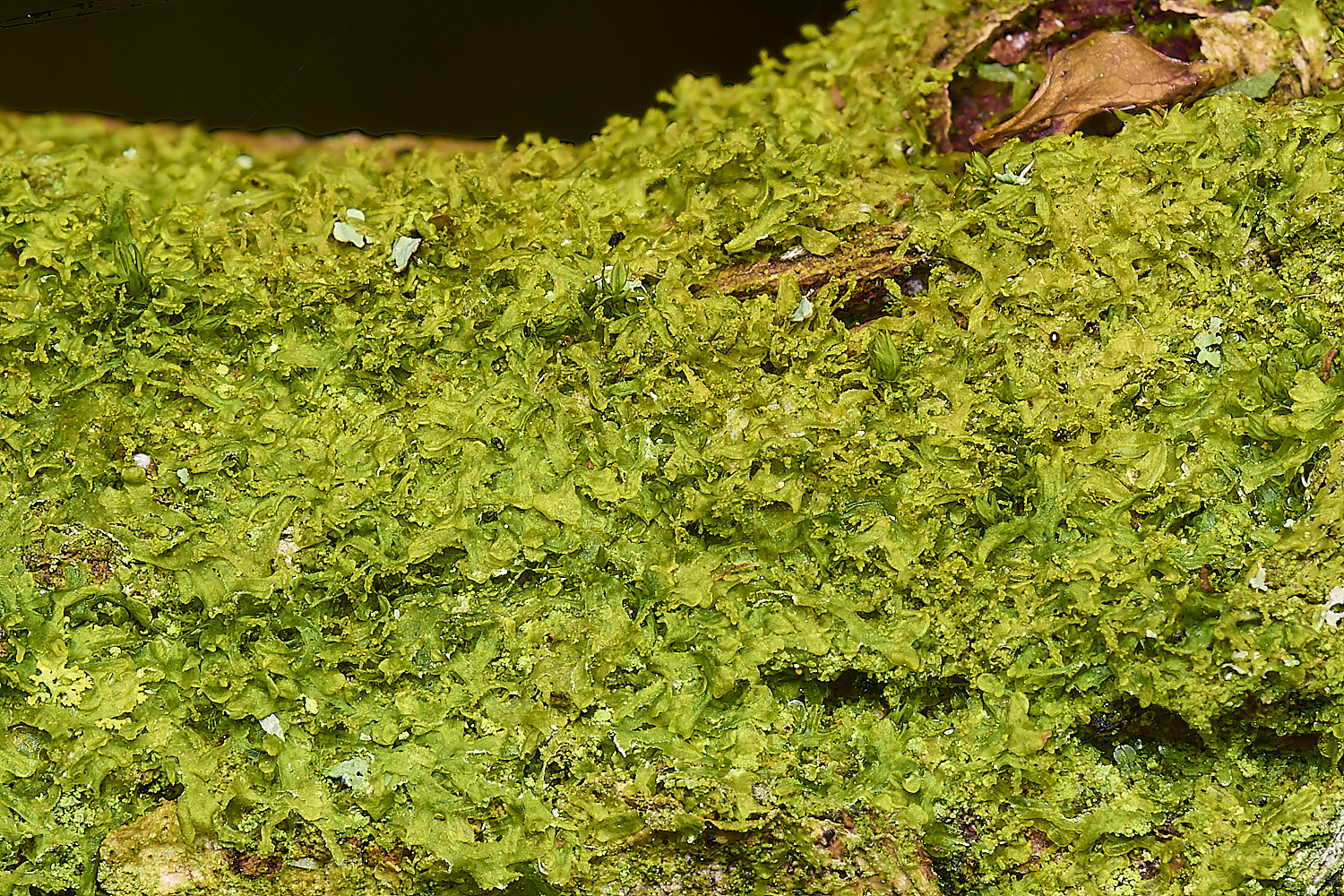 AlderfordCommonviolacea290424-1