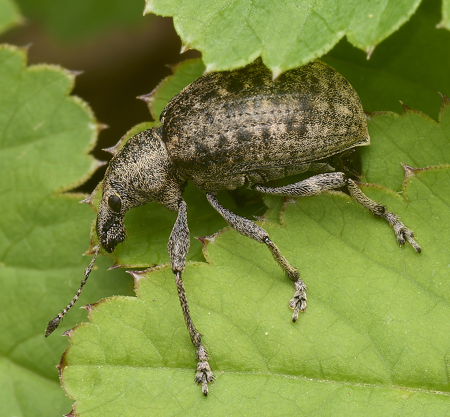 AlderfordCommonWeevilSp2290424-1