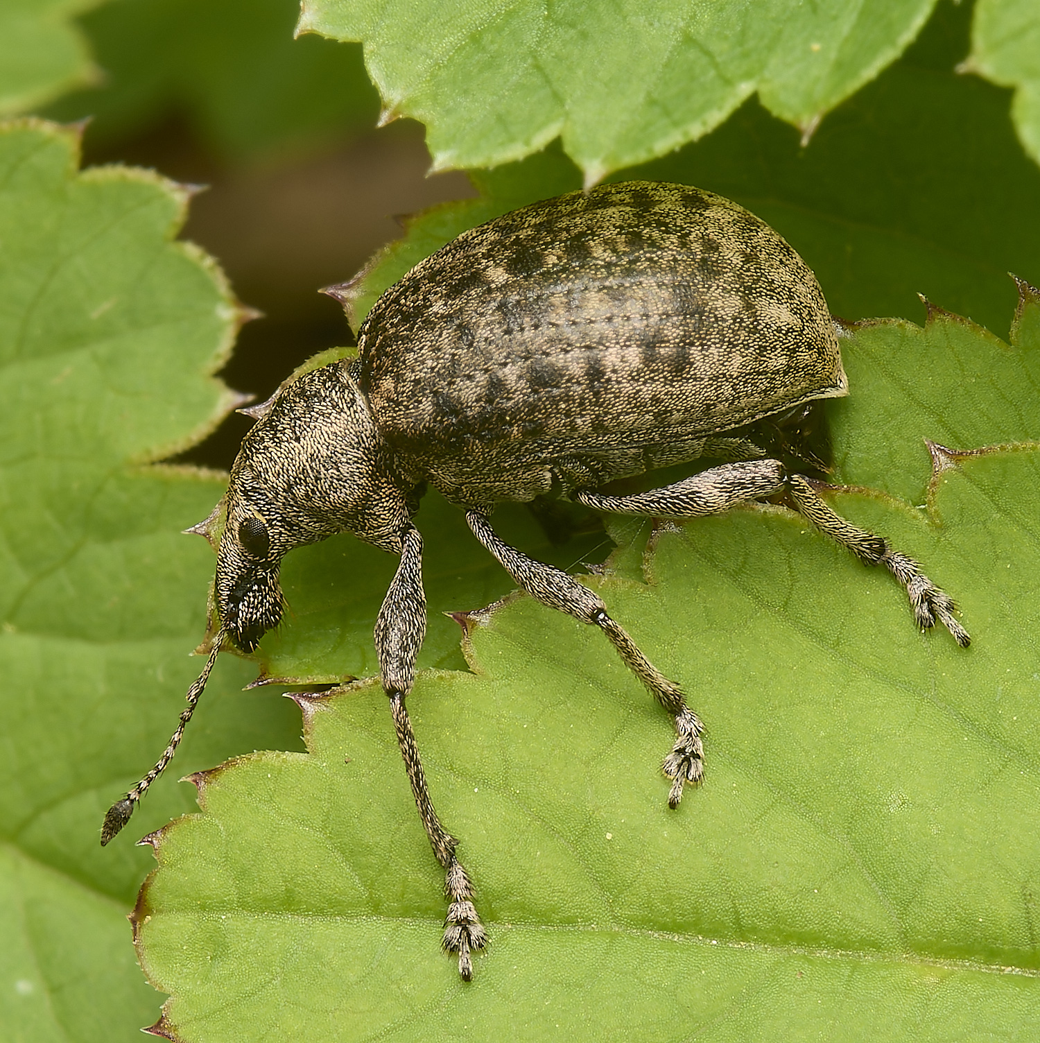 AlderfordCommonWeevilSp2290424-2