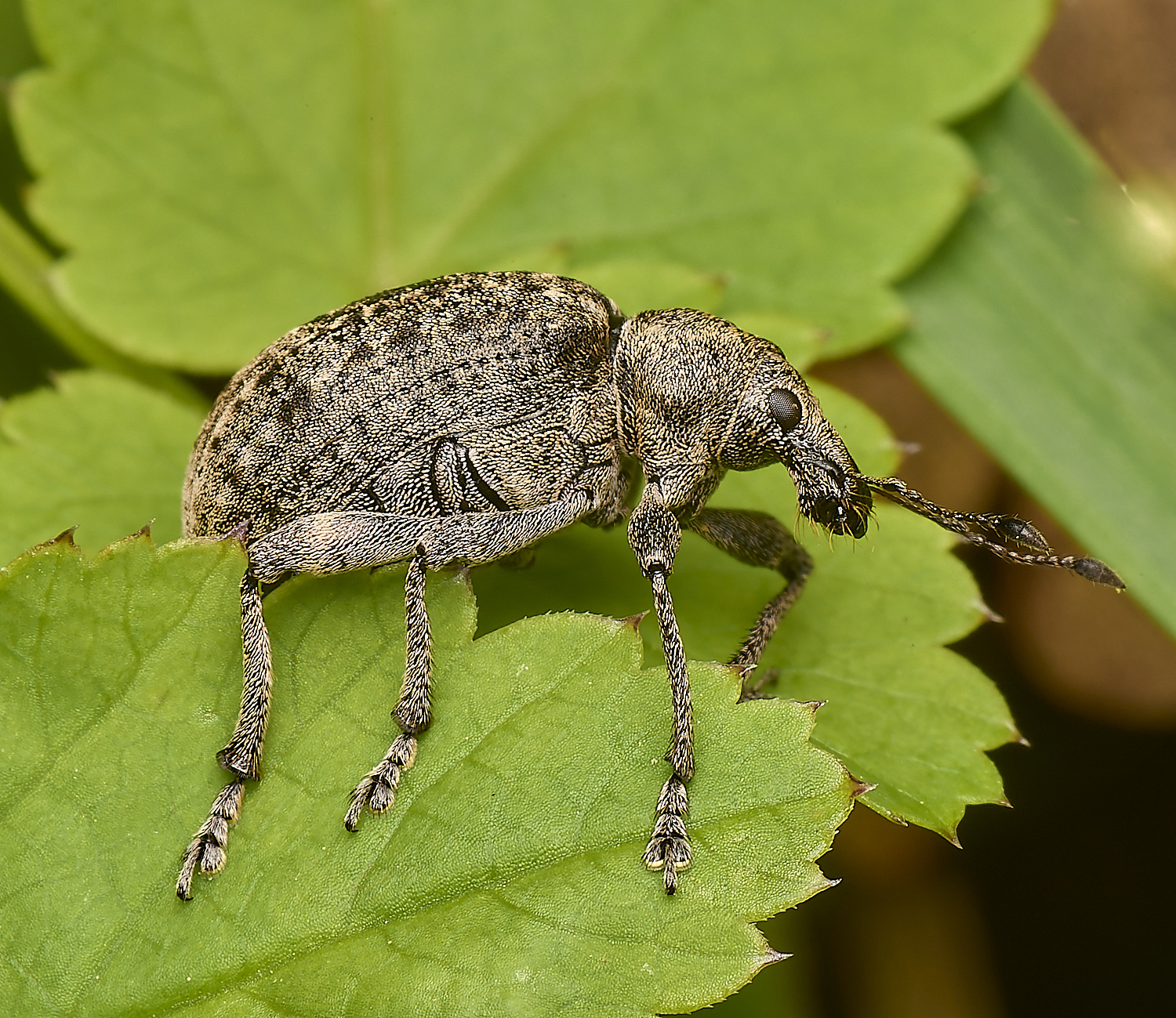 AlderfordCommonWeevilSp2290424-3