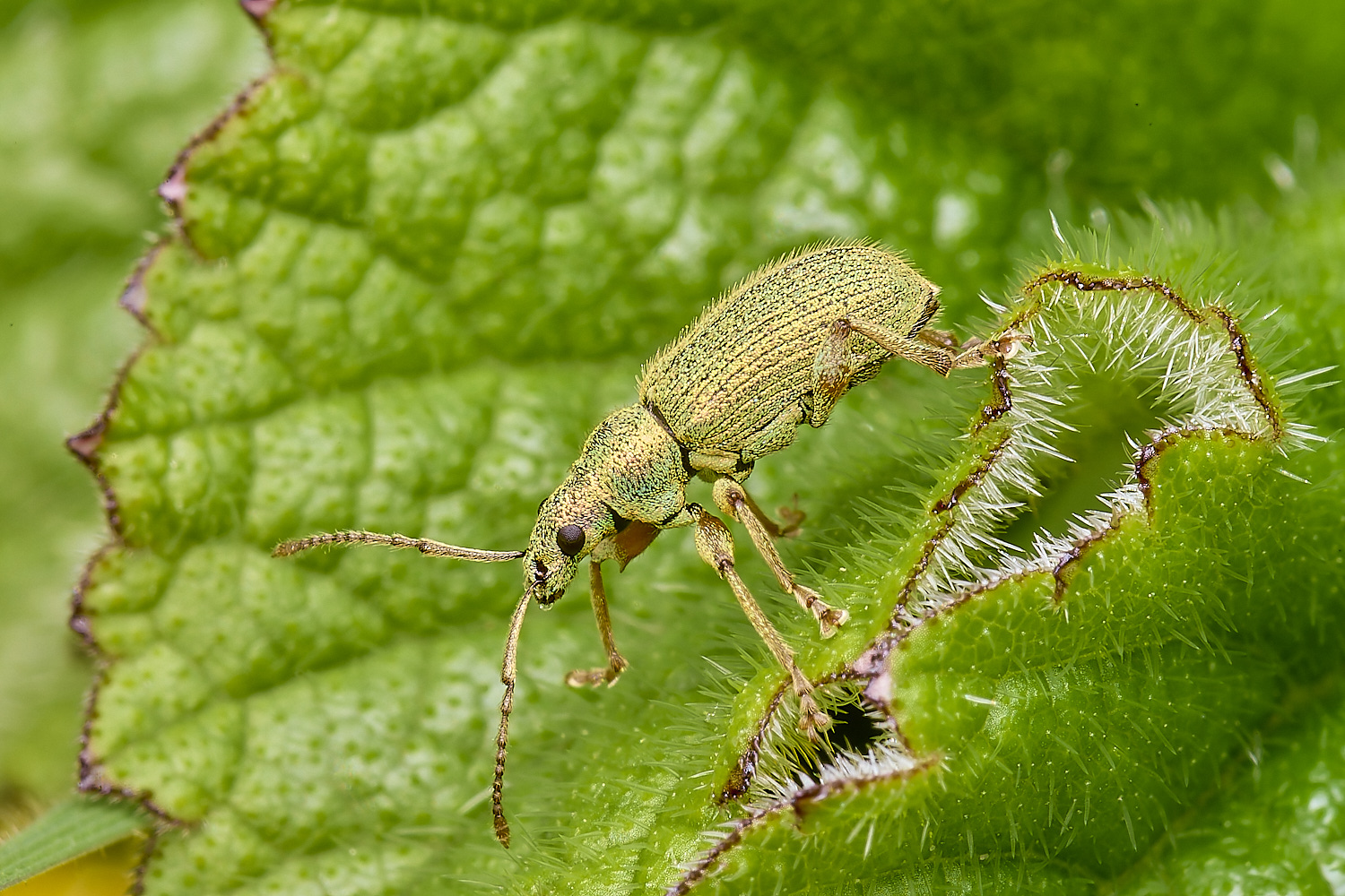 AlderfordCommonWeevilSp290424-1