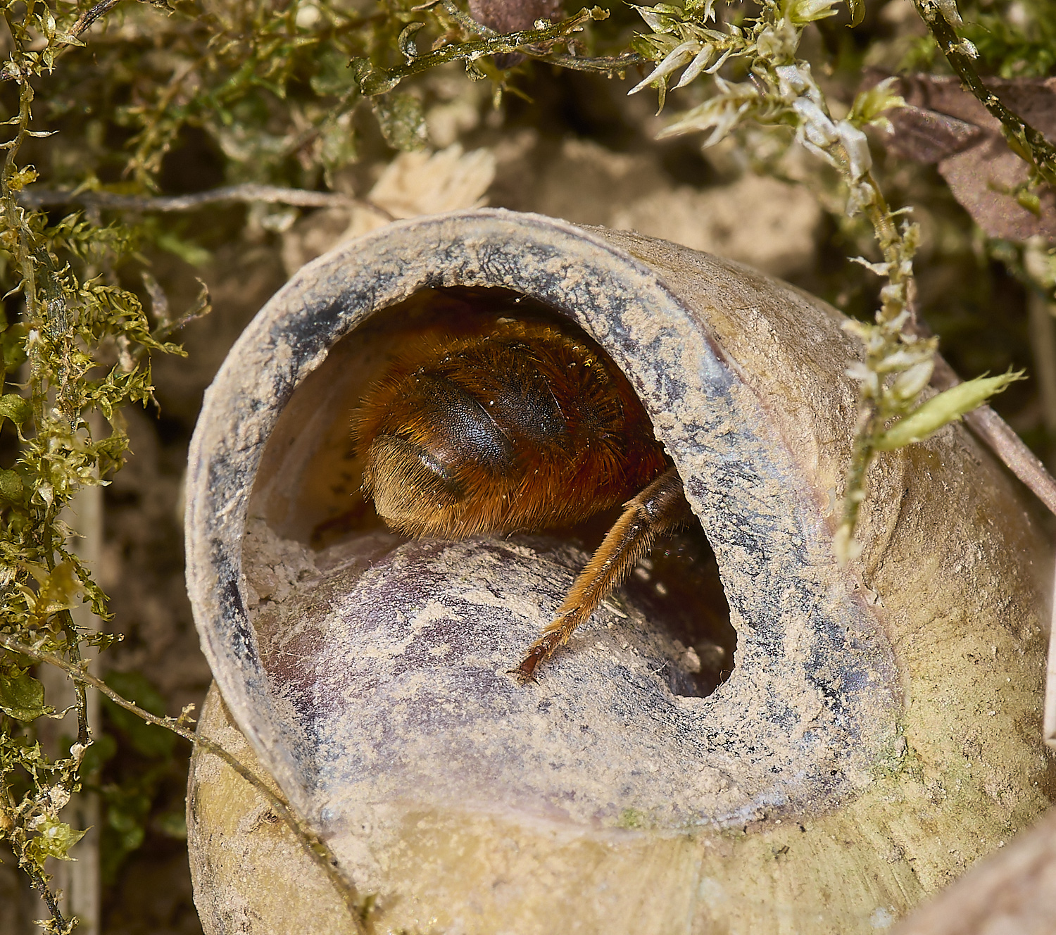 AlderfordCpommonRedMasonBee090524-11-NEF-