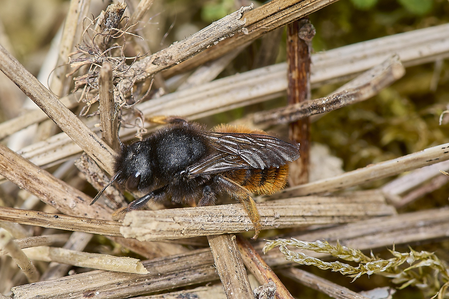 AlderfordCpommonRedMasonBee090524-3-NEF-