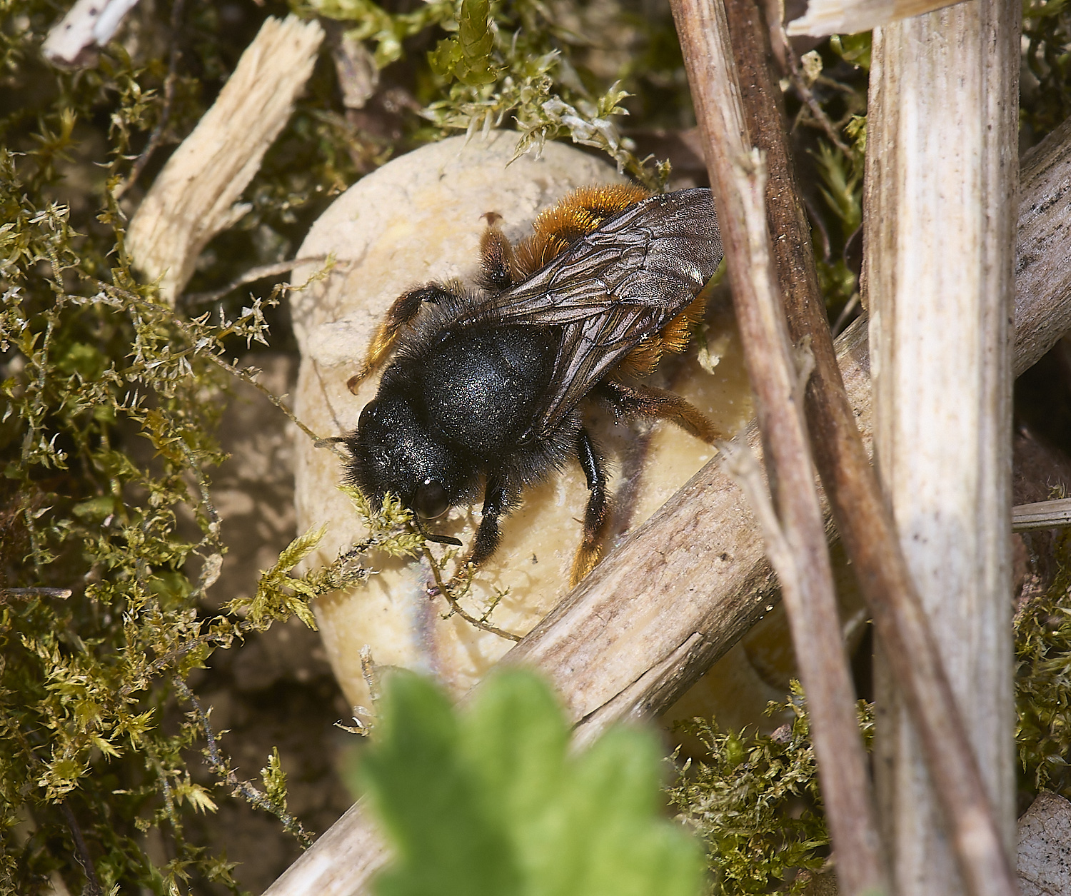 AlderfordCpommonRedMasonBee090524-5-NEF-