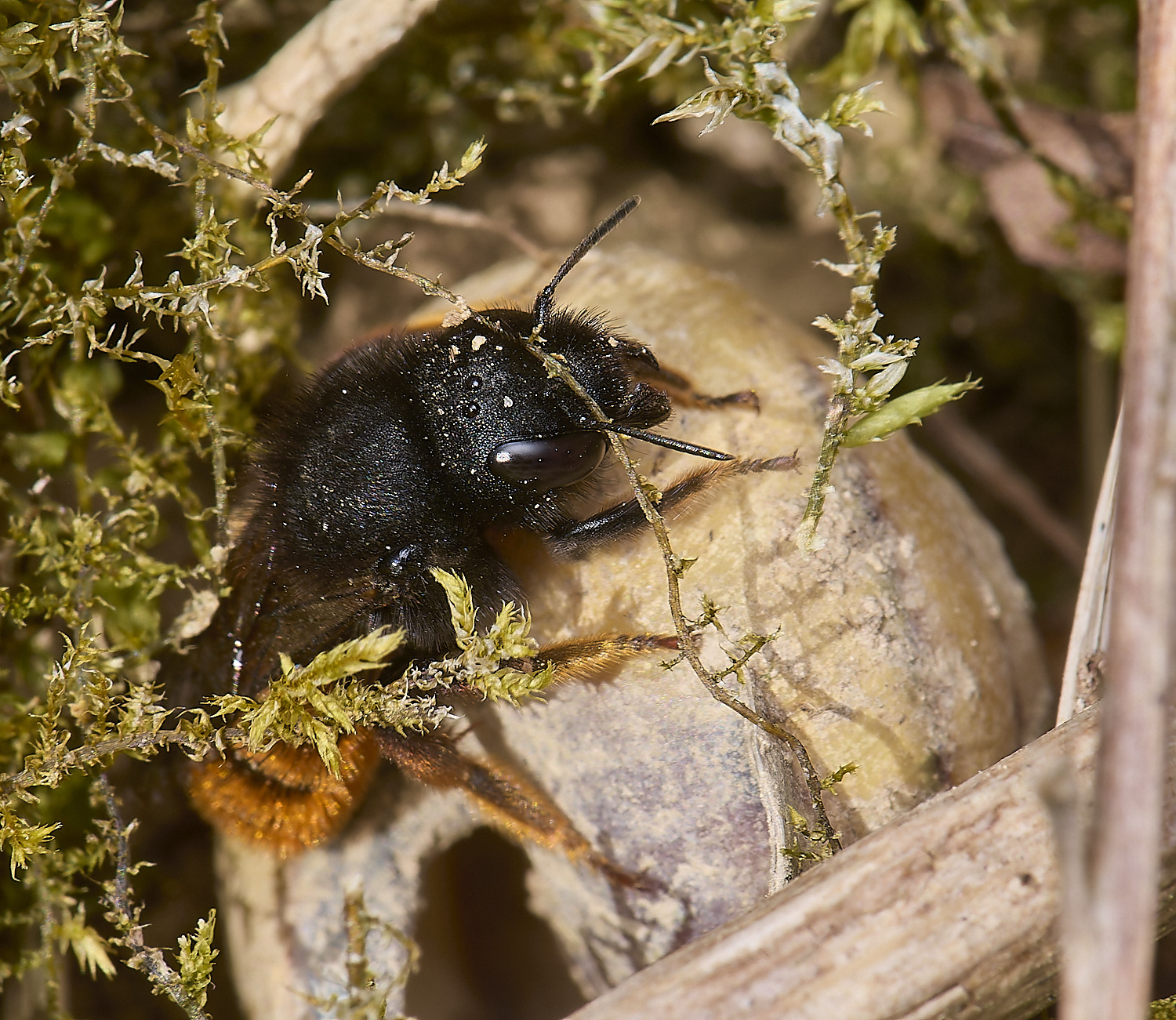 AlderfordCpommonRedMasonBee090524-6-NEF-