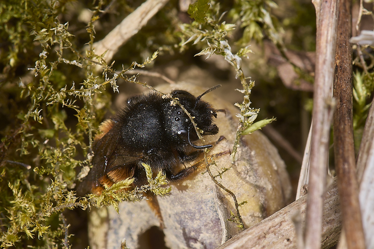 AlderfordCpommonRedMasonBee090524-7-NEF-