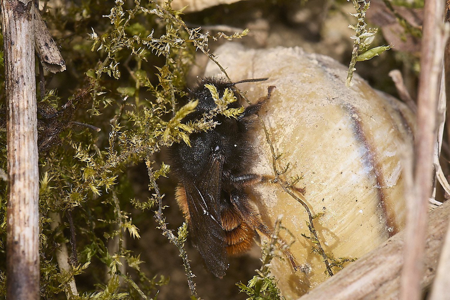 AlderfordCpommonRedMasonBee090524-8-NEF-