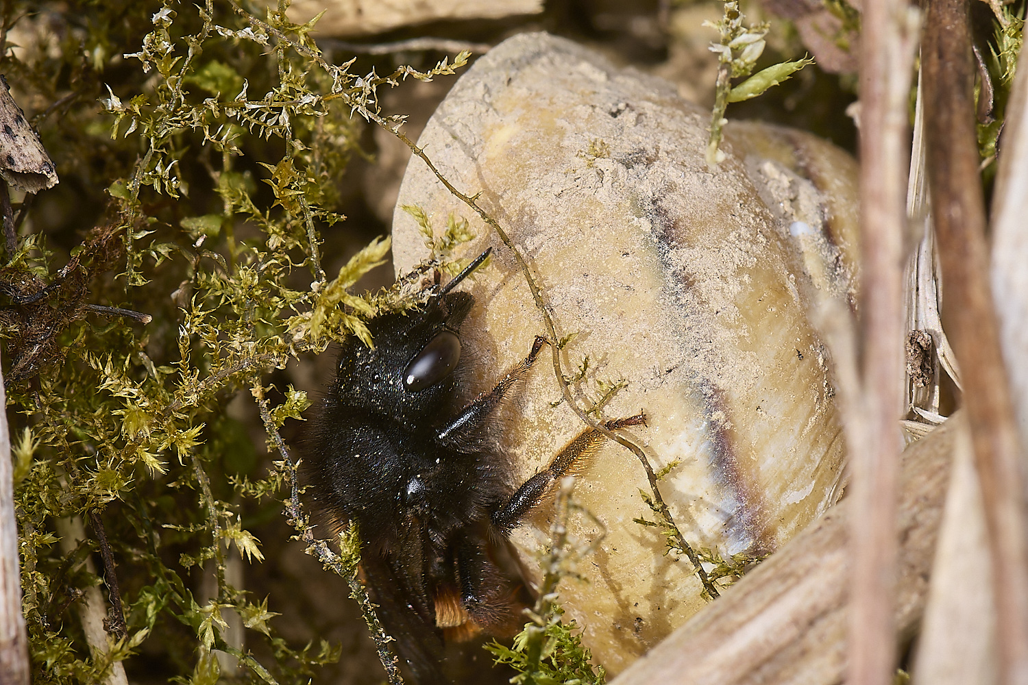 AlderfordCpommonRedMasonBee090524-9-NEF-