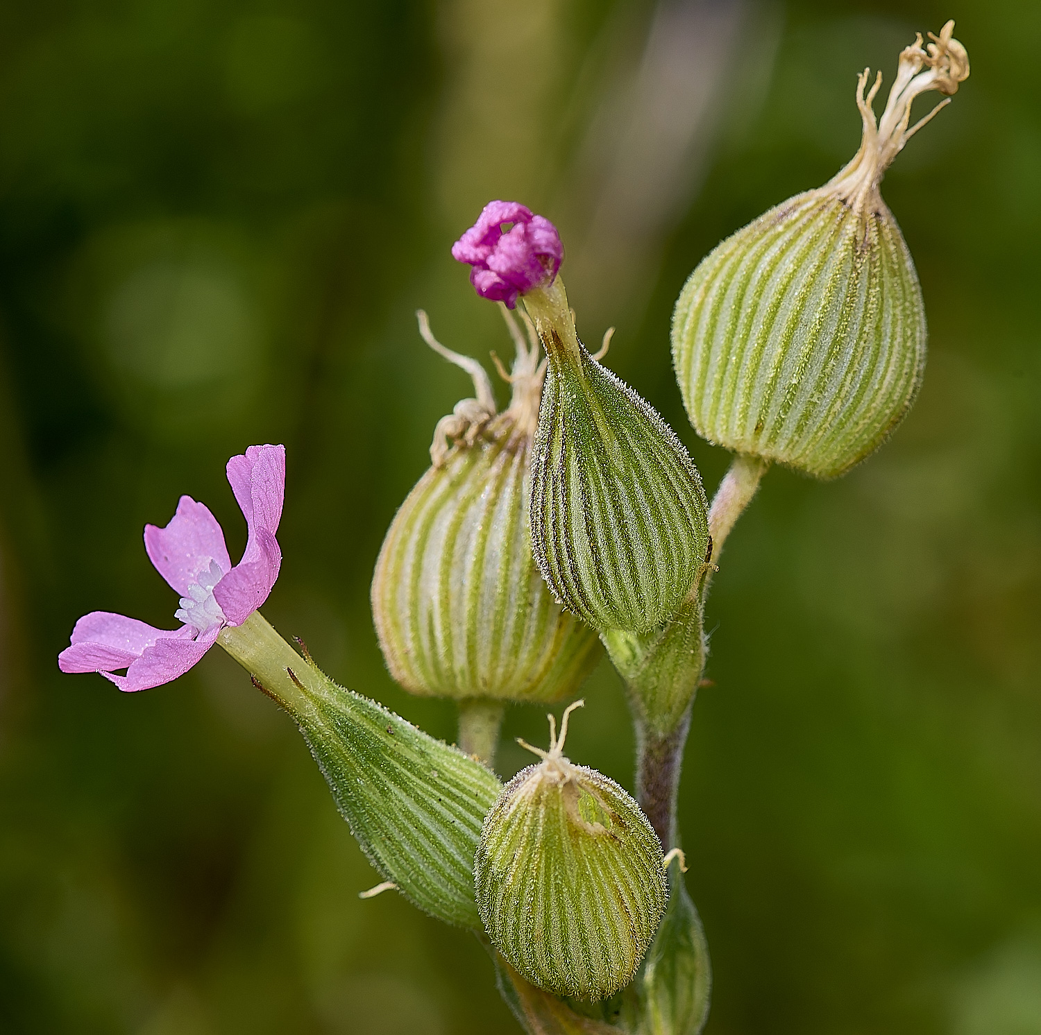 BeestonBumpSandCatchfly210624-1-NEF-