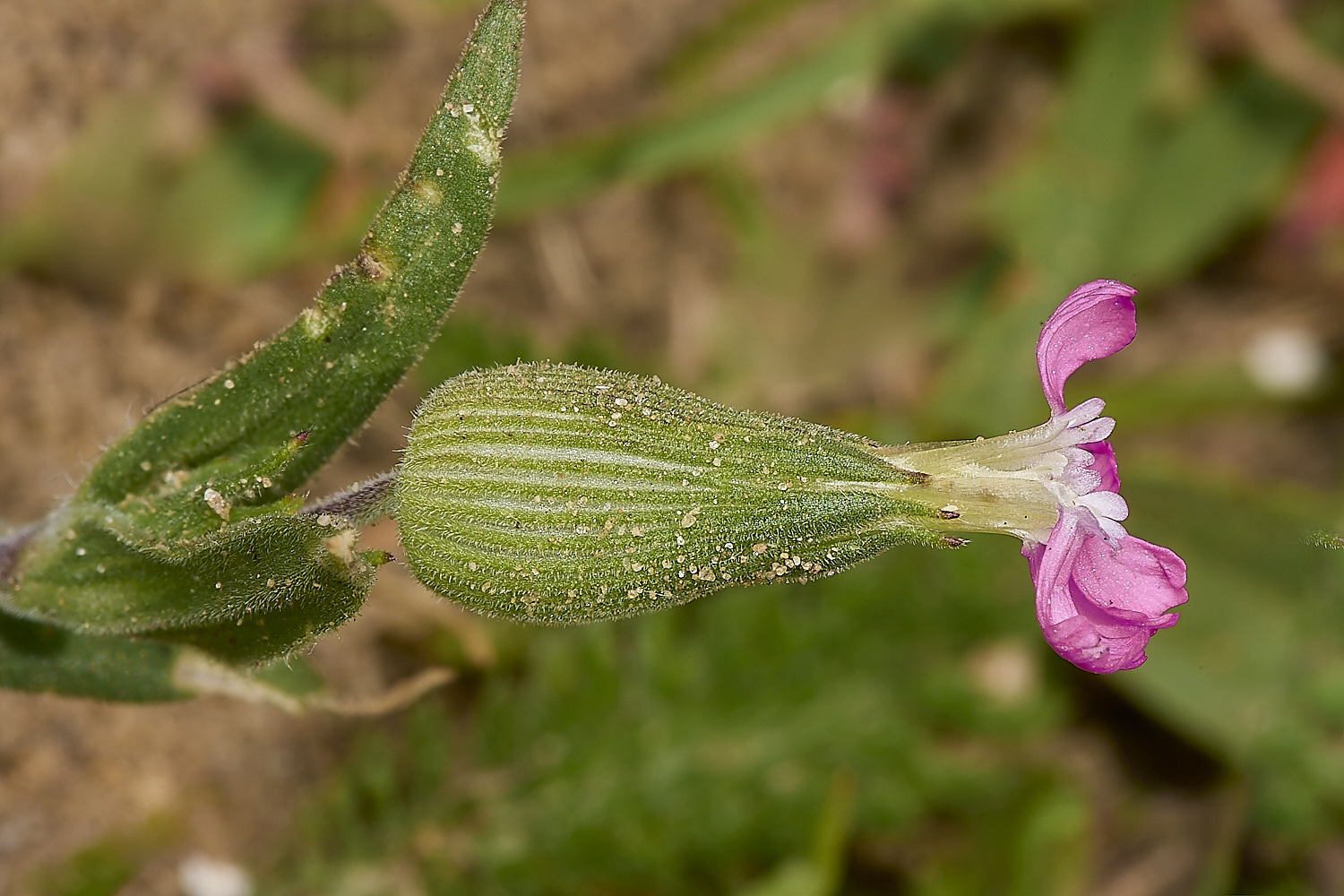 BeestonBumpSandCatchfly210624-3-NEF-