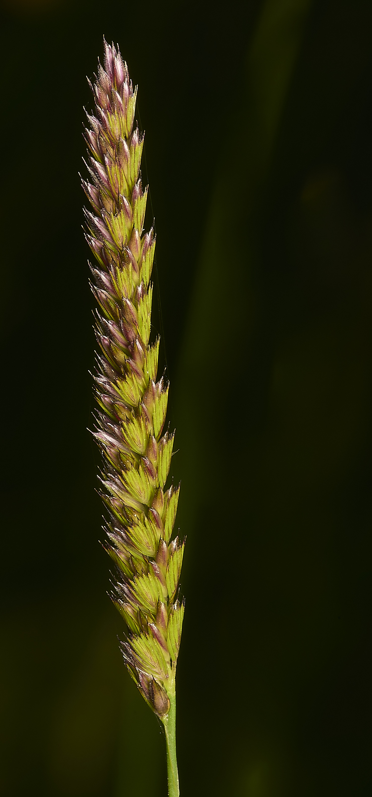 BeestonCommonGrass220624-3-NEF-