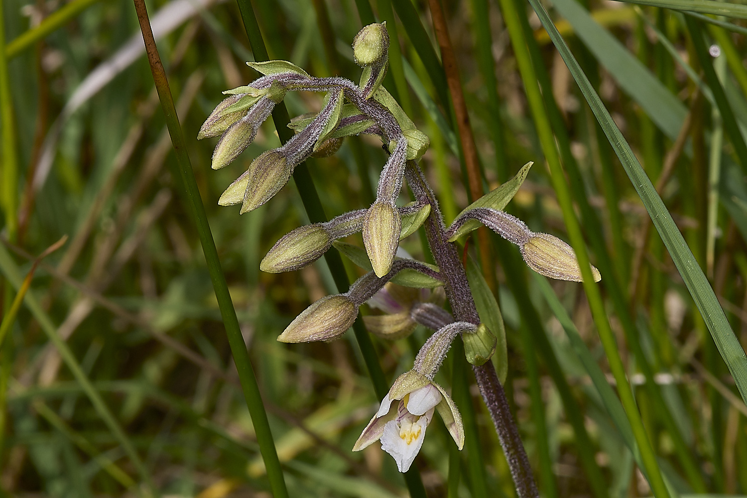 BeestonCommonMarshHelleborine210624-1-NEF-