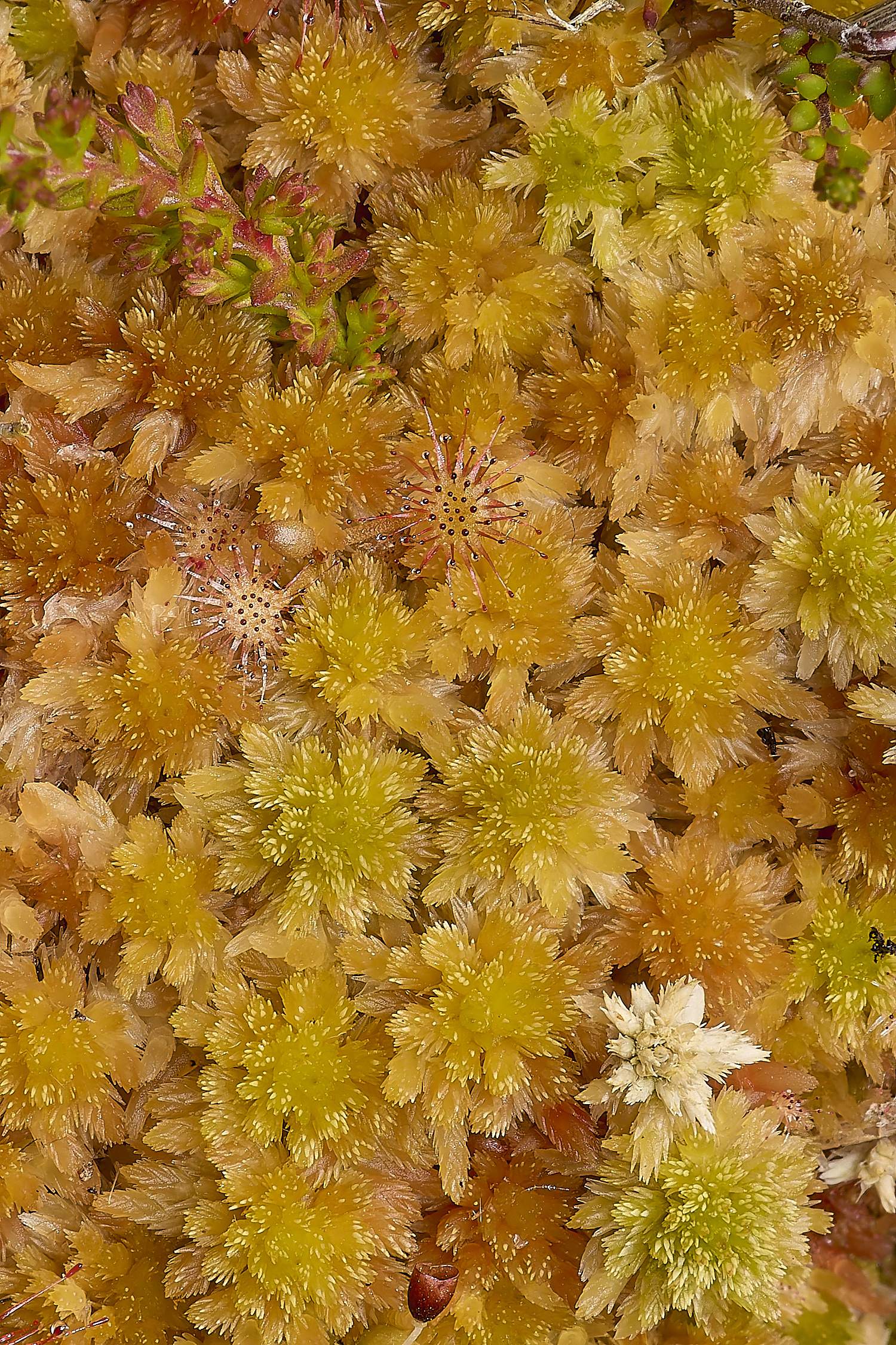 BeestonCommonSphagnum20624-1-NEF-