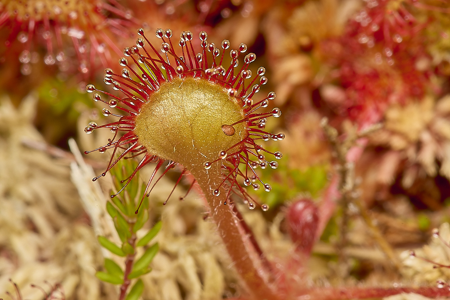 BeestonCommonSundew20624-1-NEF-