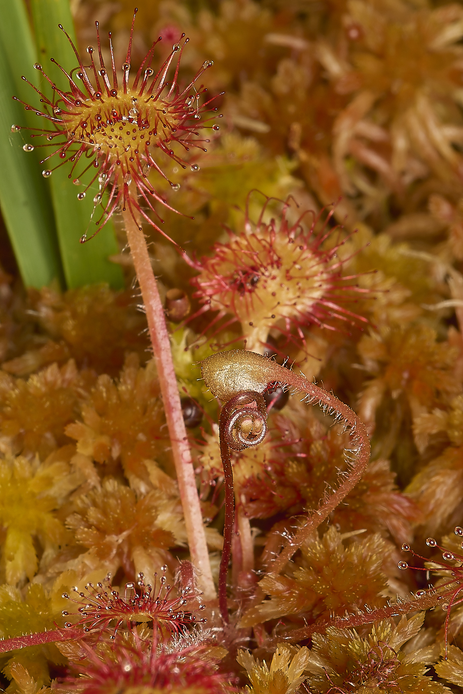 BeestonCommonSundew20624-4-NEF-