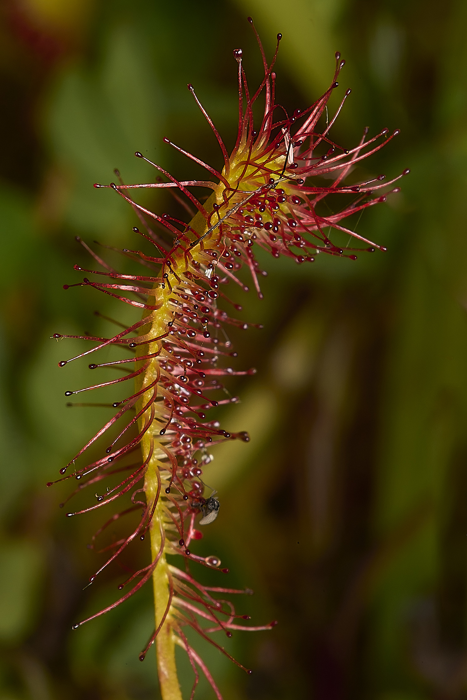 BeestonCommonSundew210624-1-NEF-