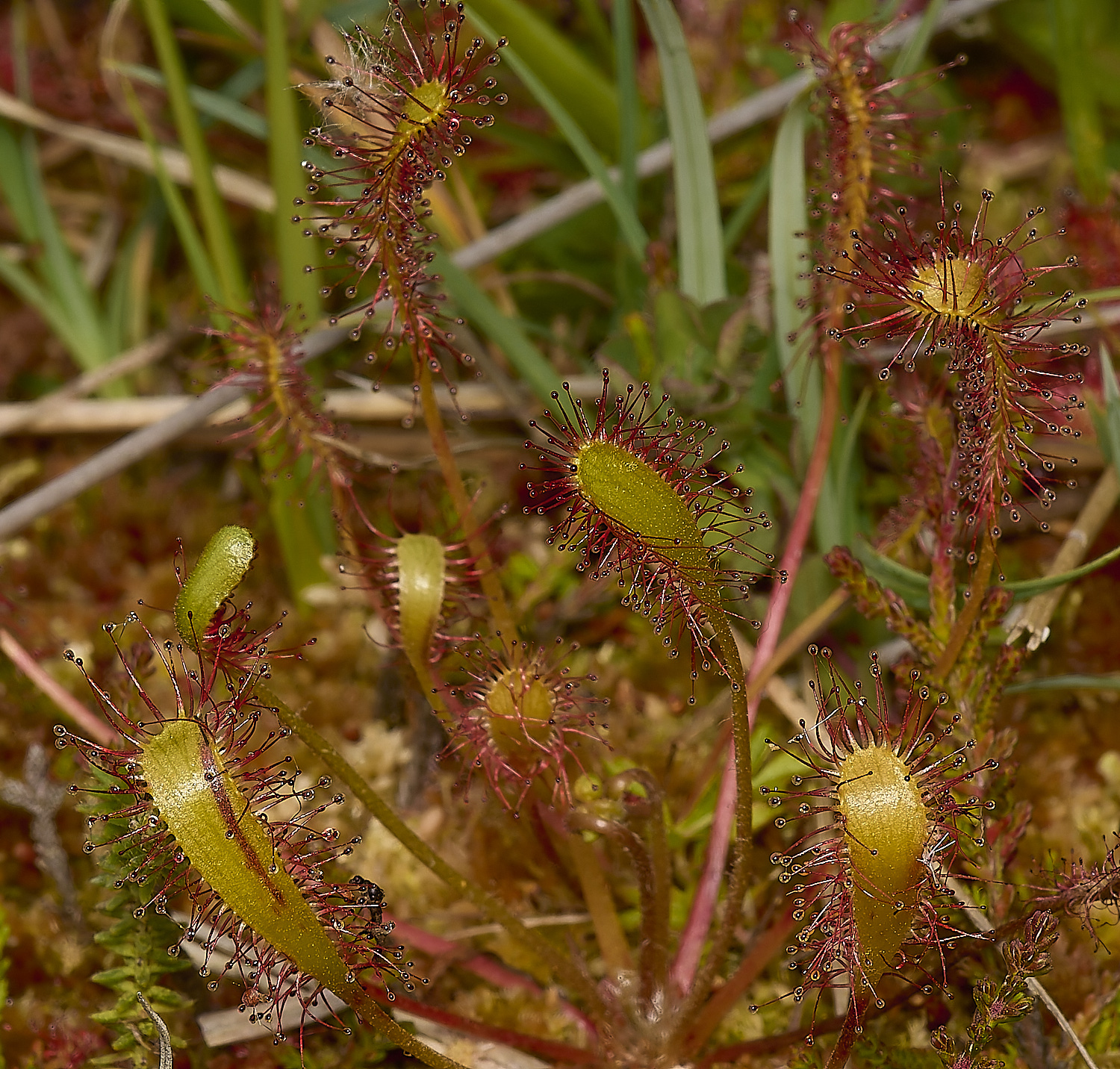 BeestonCommonSundew210624-5-NEF-