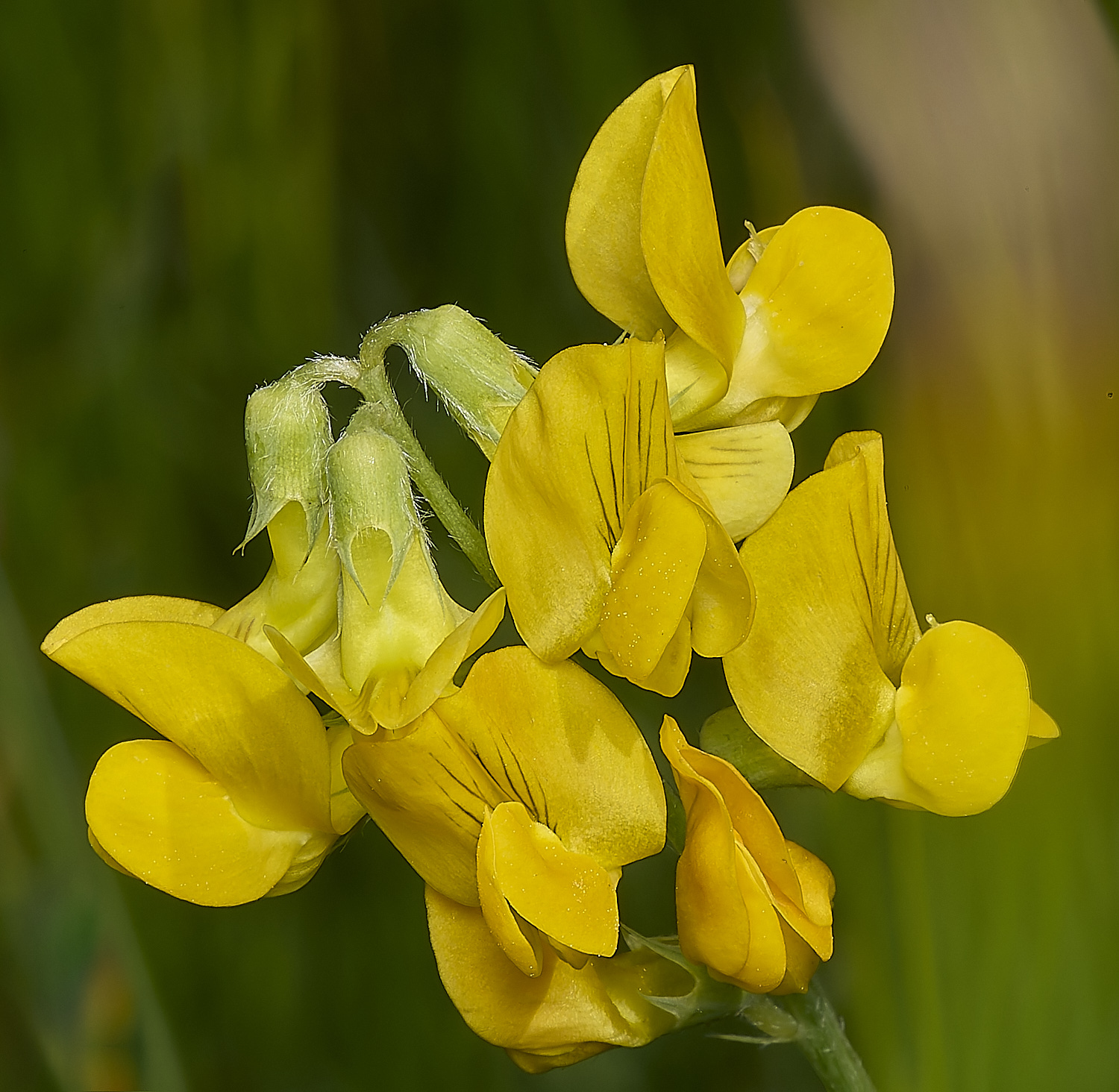 BeestonCommonYellowVetchling220624-1-NEF- 1