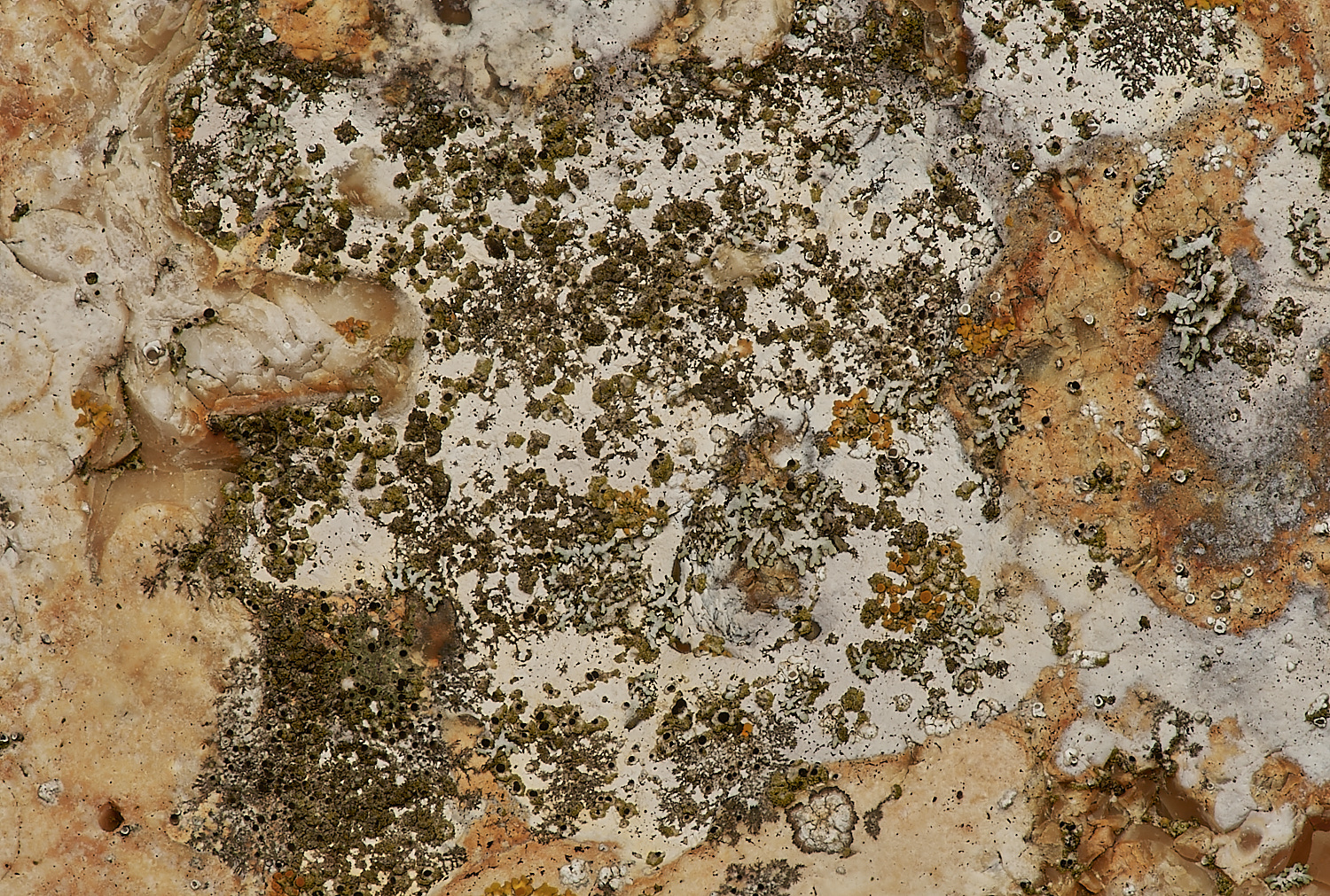 BeestonRegisChurchLichen3030324-1