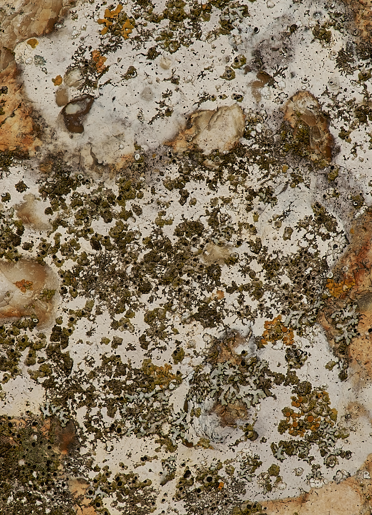 BeestonRegisChurchLichen3030324-2 1