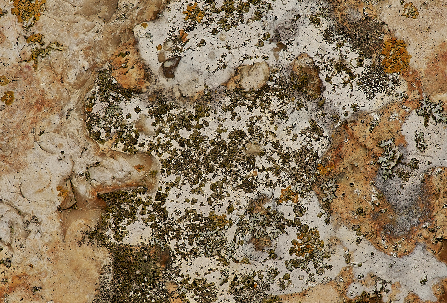 BeestonRegisChurchLichen3030324-2