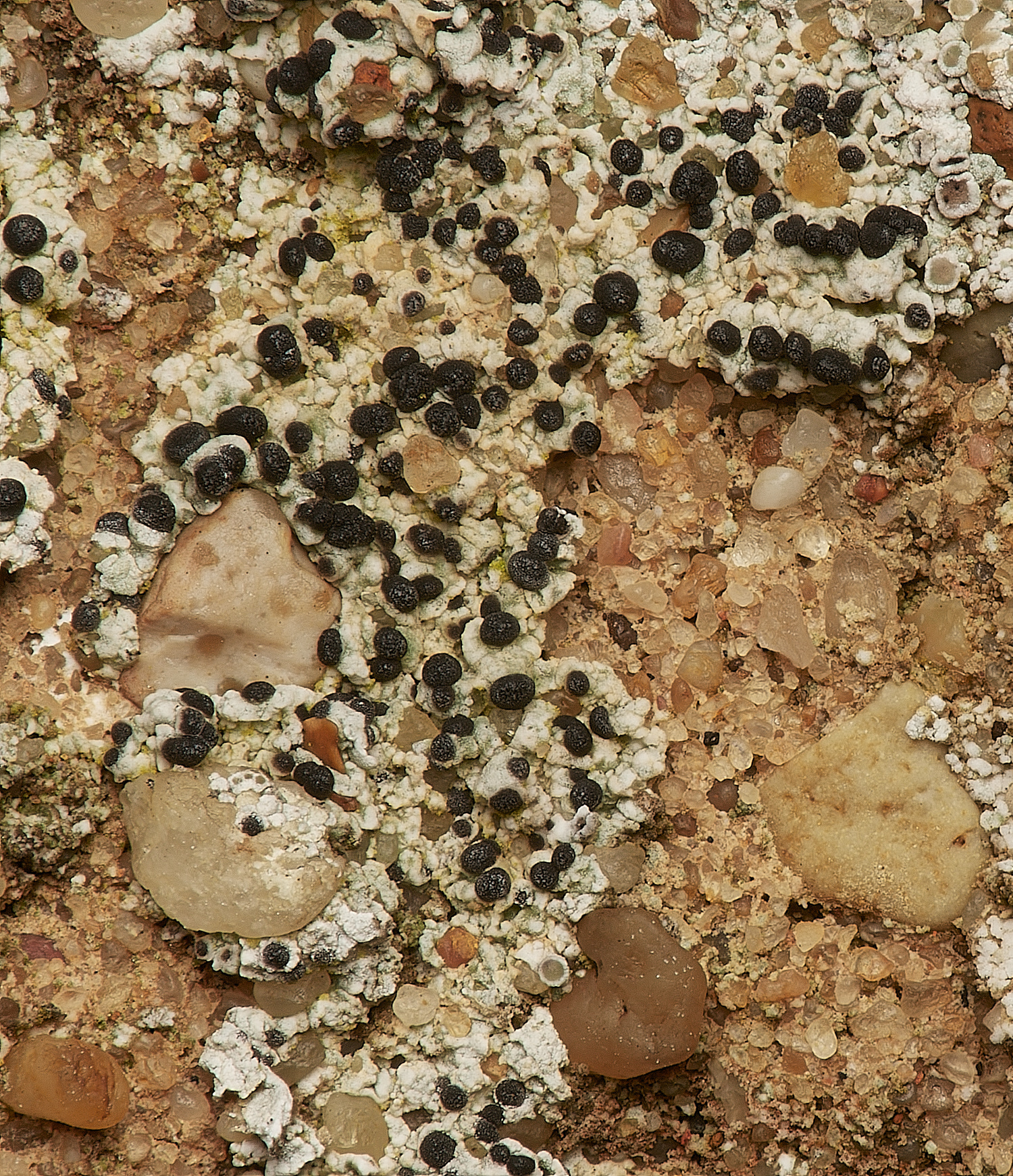 BeestonRegisChurchLichen4030324-1