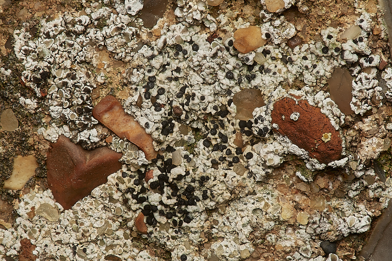 BeestonRegisChurchLichen4030324-2