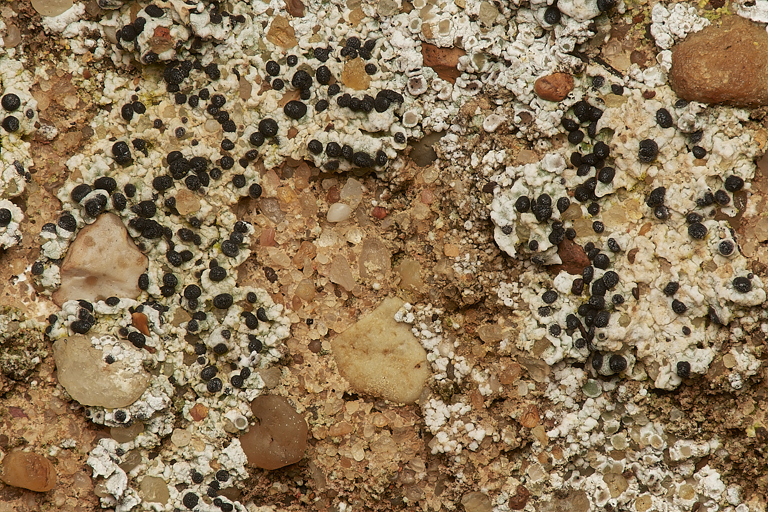 BeestonRegisChurchLichen4030324-1