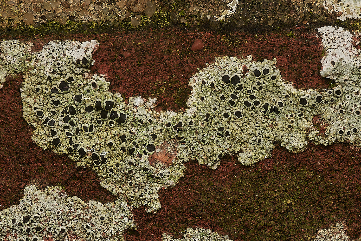 BeestonRegisChurchLichen5030324-2