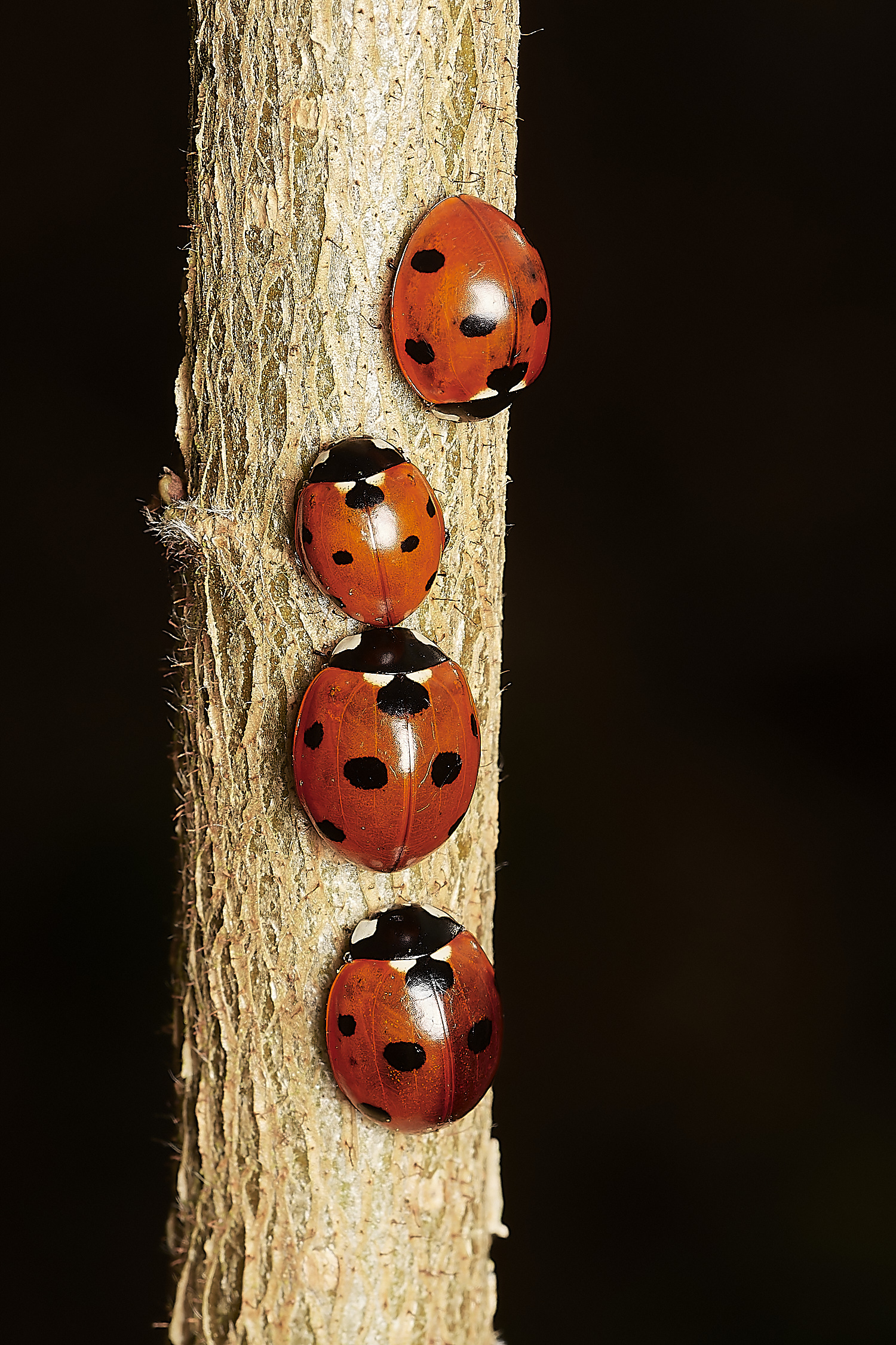 BuckemhamWoods7SpotLadybird280224-1